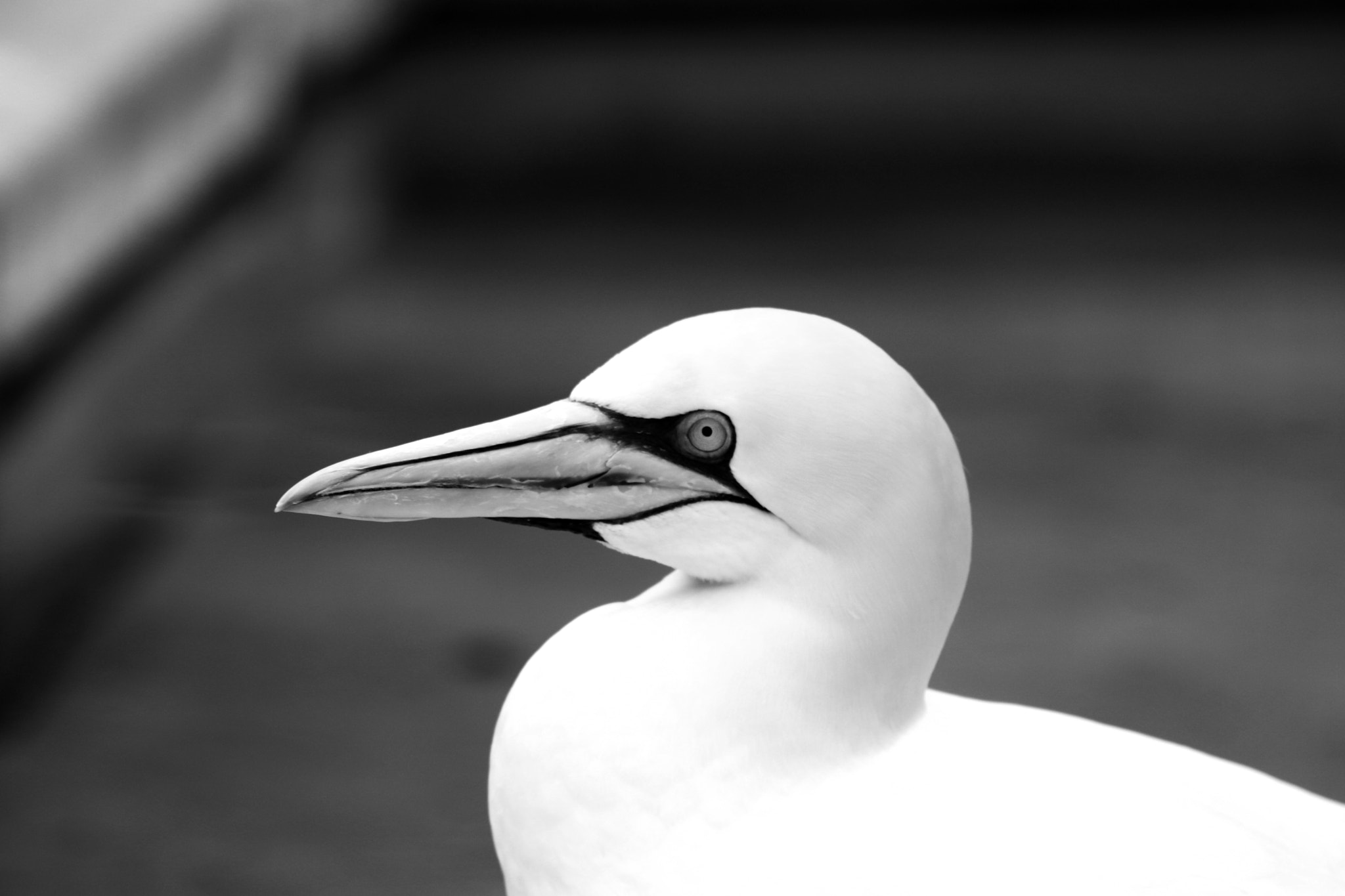 Sigma 70-200mm F2.8 EX DG OS HSM sample photo. Basstölpel animal black white isolated flying bird photography