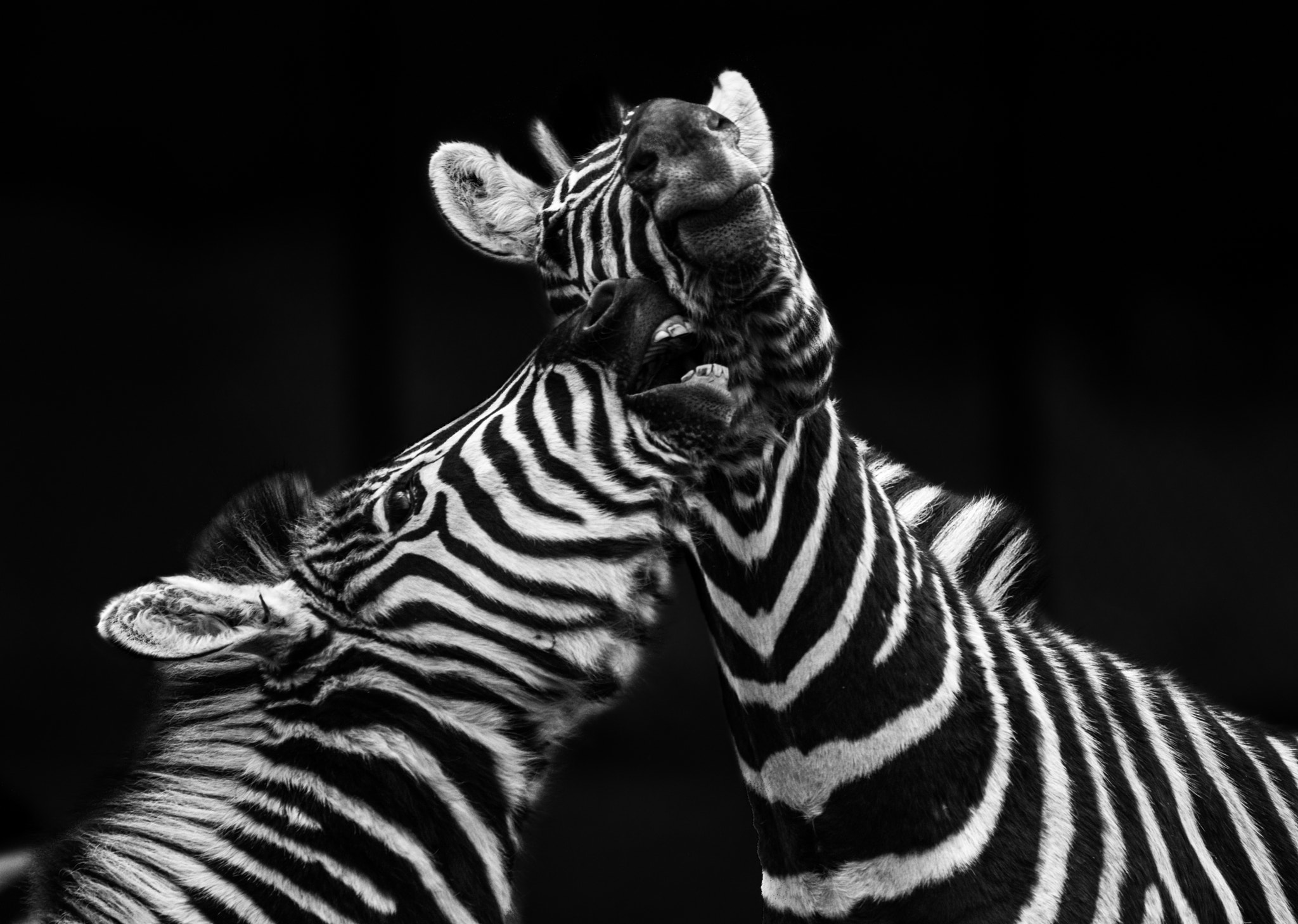 150-600mm F5-6.3 DG OS HSM | Contemporary 015 sample photo. Low key zebra photography