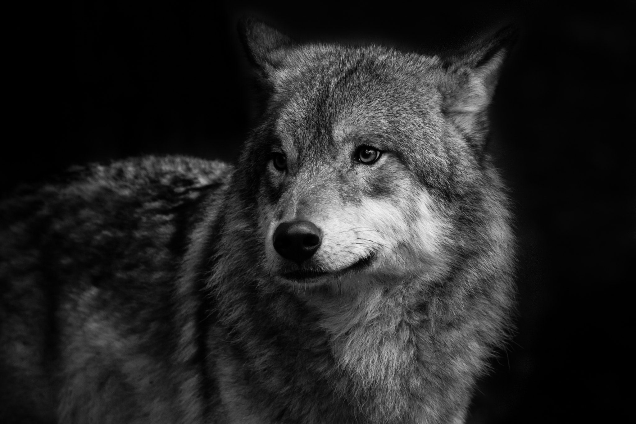150-600mm F5-6.3 DG OS HSM | Contemporary 015 sample photo. Low key wolf photography