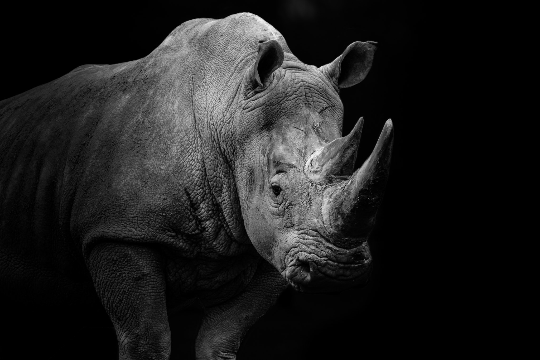150-600mm F5-6.3 DG OS HSM | Contemporary 015 sample photo. Low key rhino photography