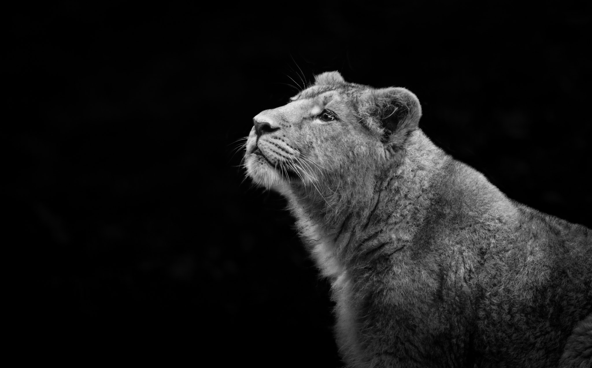 150-600mm F5-6.3 DG OS HSM | Contemporary 015 sample photo. Low key lion photography