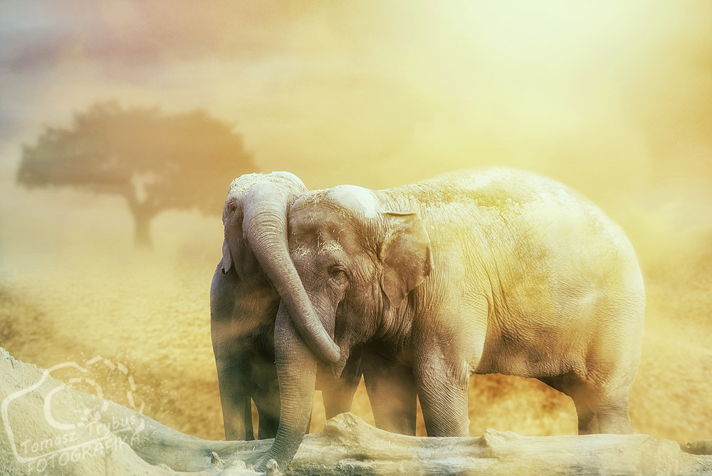 Nikon D610 + Sigma 70-200mm F2.8 EX DG Macro HSM II sample photo. Elephant love in the sandstorm photography