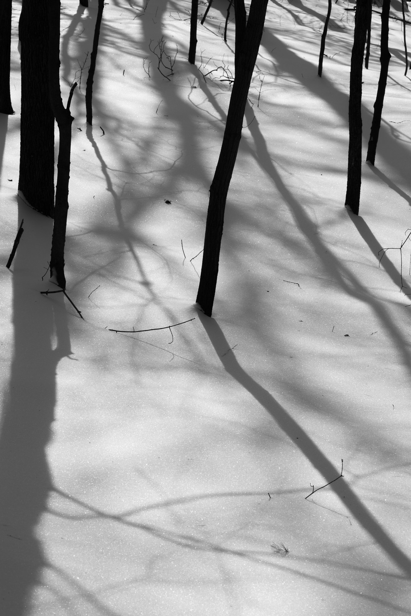 Pentax K-1 sample photo. Tree trunk shadow dance photography