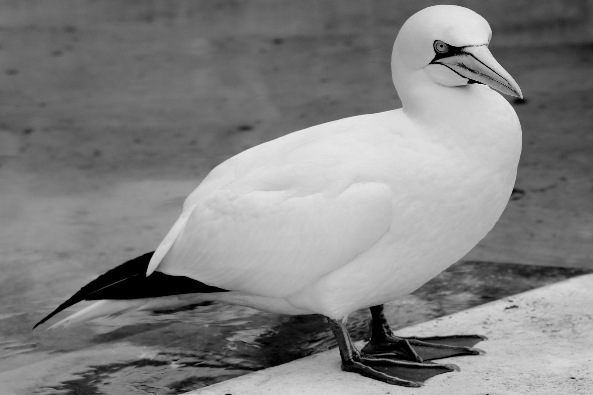 Sigma 70-200mm F2.8 EX DG OS HSM sample photo. Basstölpel animal black white isolated flying bir photography