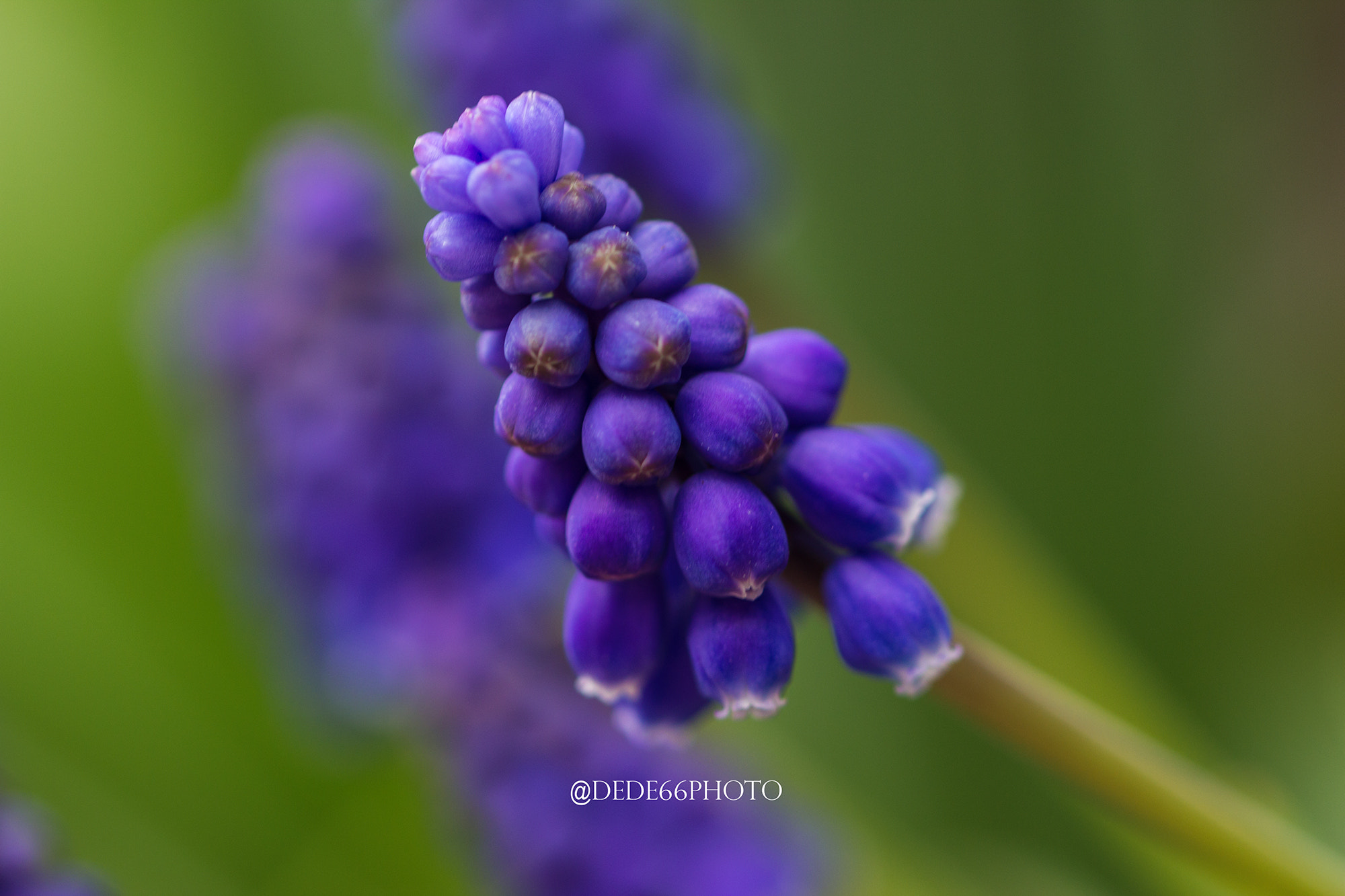 Sigma 105mm F2.8 EX DG OS HSM sample photo. Muscaro in bella vista photography