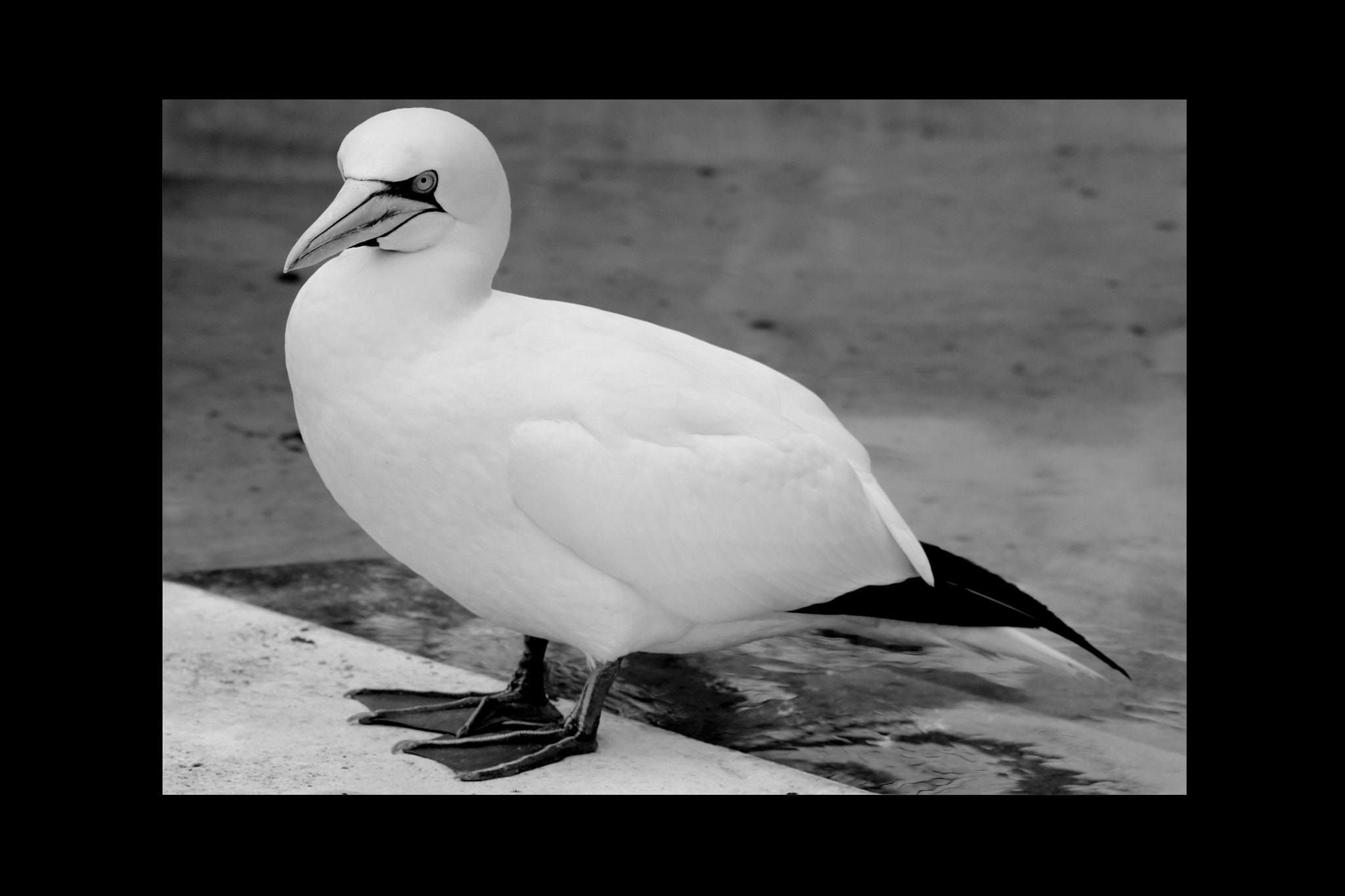 Canon EOS 750D (EOS Rebel T6i / EOS Kiss X8i) + Sigma 70-200mm F2.8 EX DG OS HSM sample photo. Basstölpel animal black white isolated flying bir photography