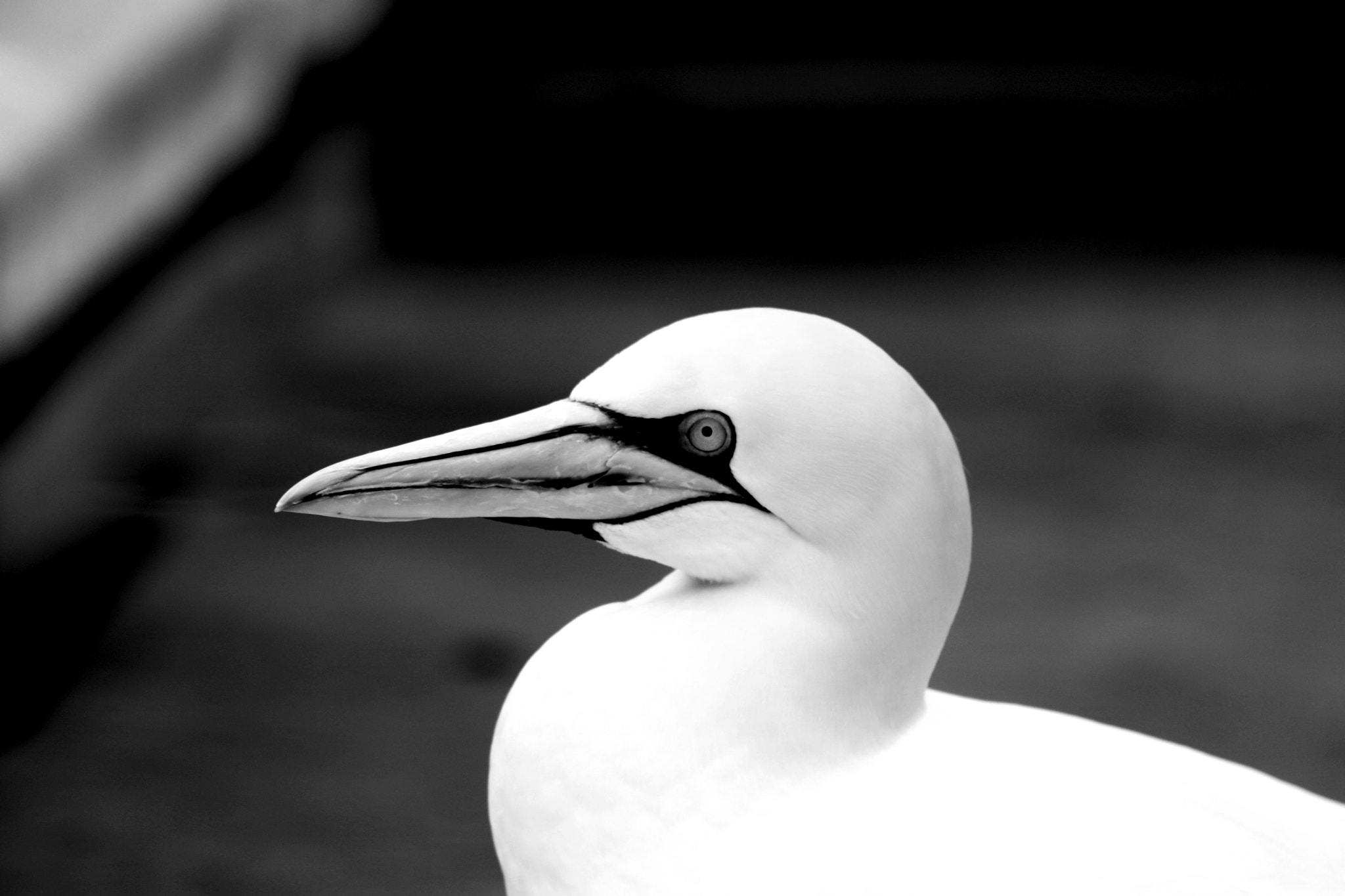 Sigma 70-200mm F2.8 EX DG OS HSM sample photo. Basstölpel animal black white isolated flying bir photography