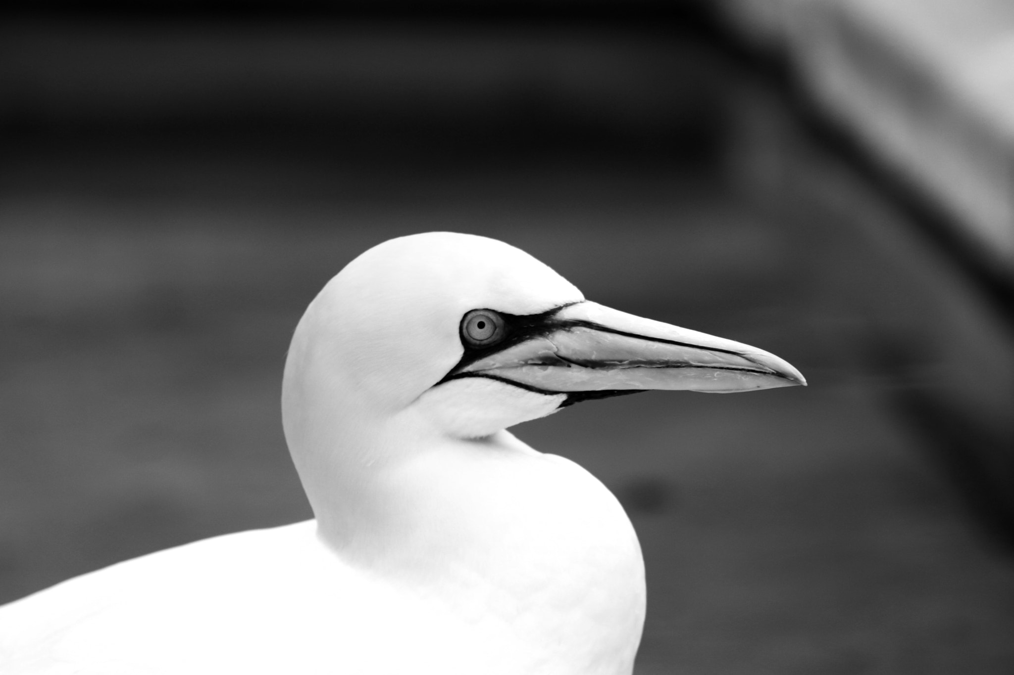 Sigma 70-200mm F2.8 EX DG OS HSM sample photo. Basstölpel animal black white isolated flying bir photography