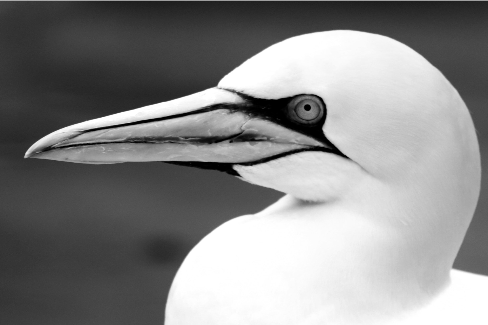 Sigma 70-200mm F2.8 EX DG OS HSM sample photo. Basstölpel animal black white isolated flying bir photography