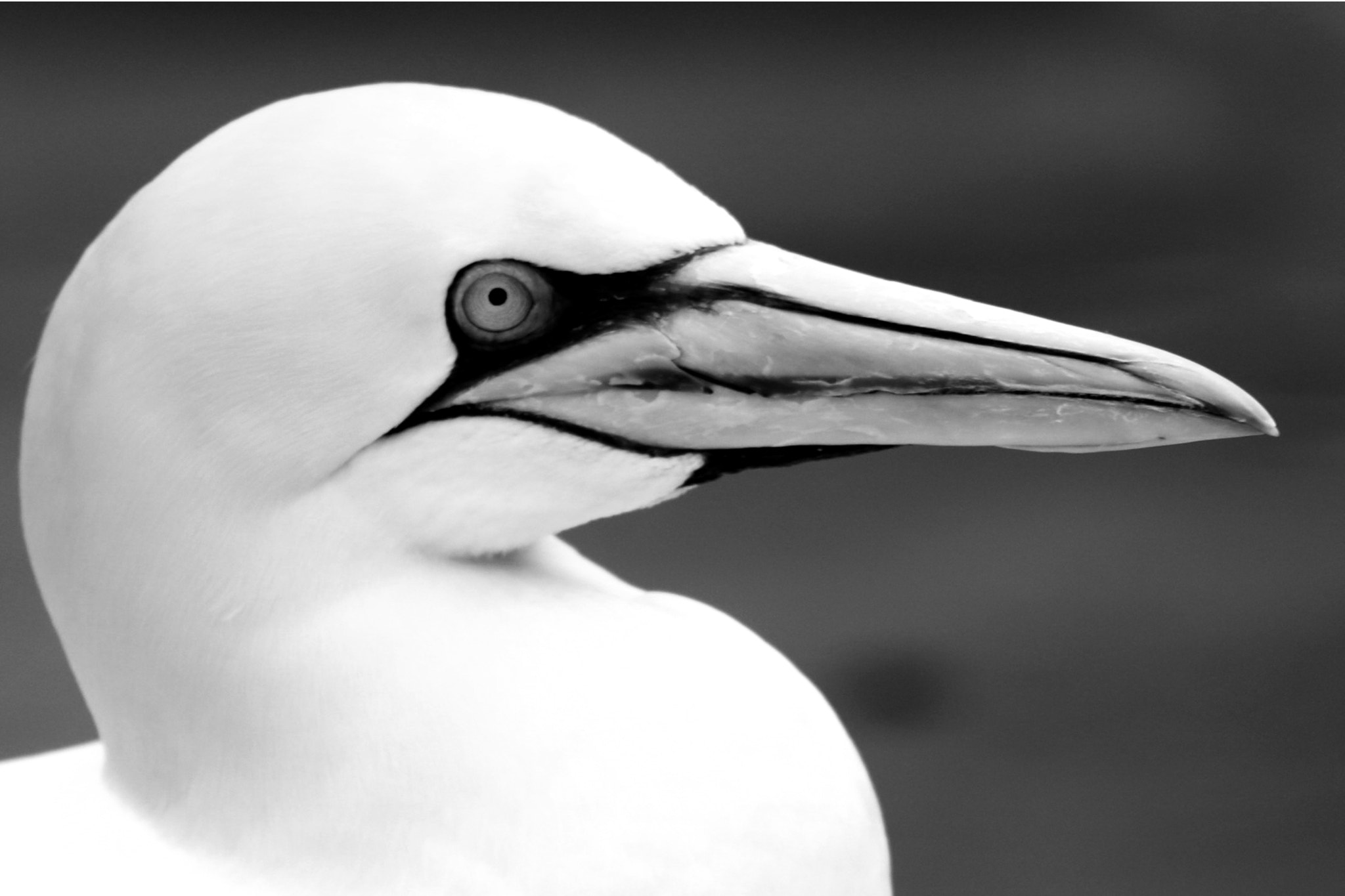 Sigma 70-200mm F2.8 EX DG OS HSM sample photo. Basstölpel animal black white isolated flying bir photography