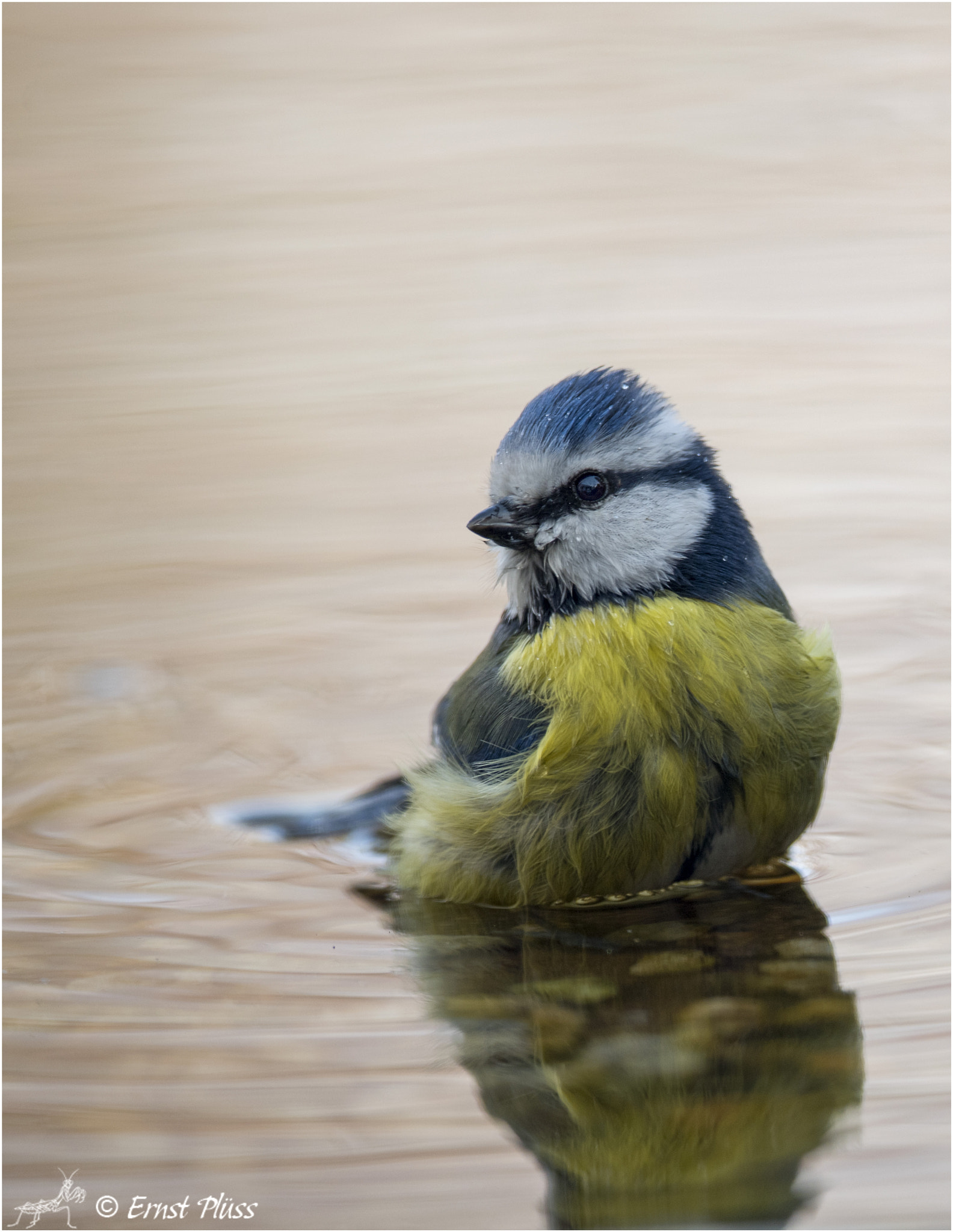 Nikon D810 + Nikon AF-S Nikkor 600mm F4E FL ED VR sample photo. Eurasian blue tit photography