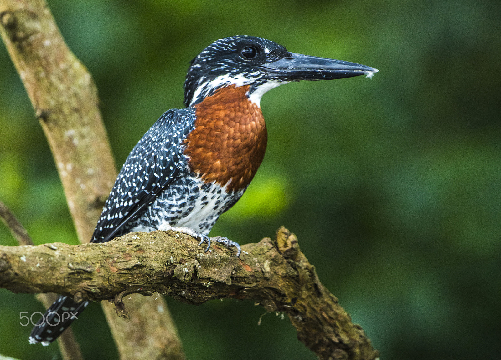 Nikon D810 + Nikon AF-S Nikkor 500mm F4G ED VR sample photo. Gaint king fisher on the nile photography