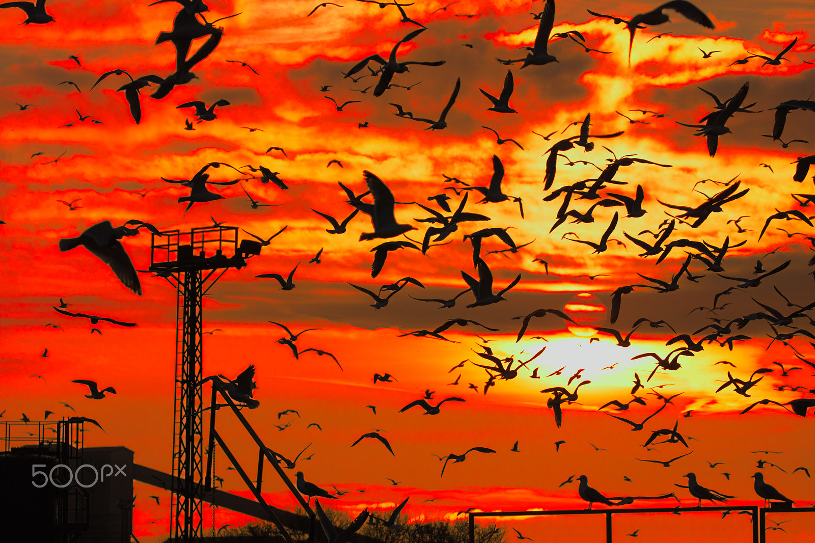 Canon EOS 5DS R sample photo. Gull silhouette photography