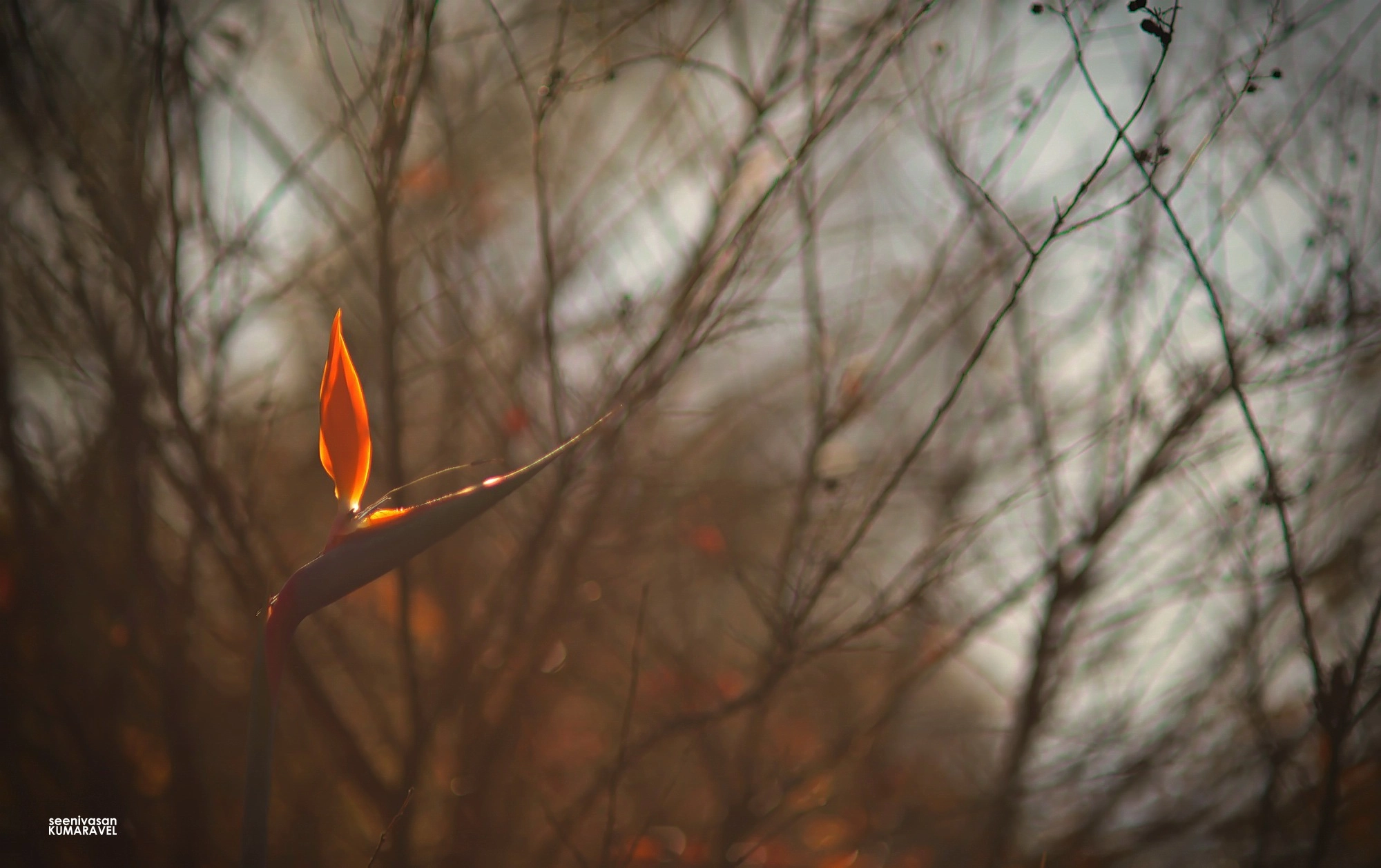 Nikon D800E sample photo. Flame of the forest... photography
