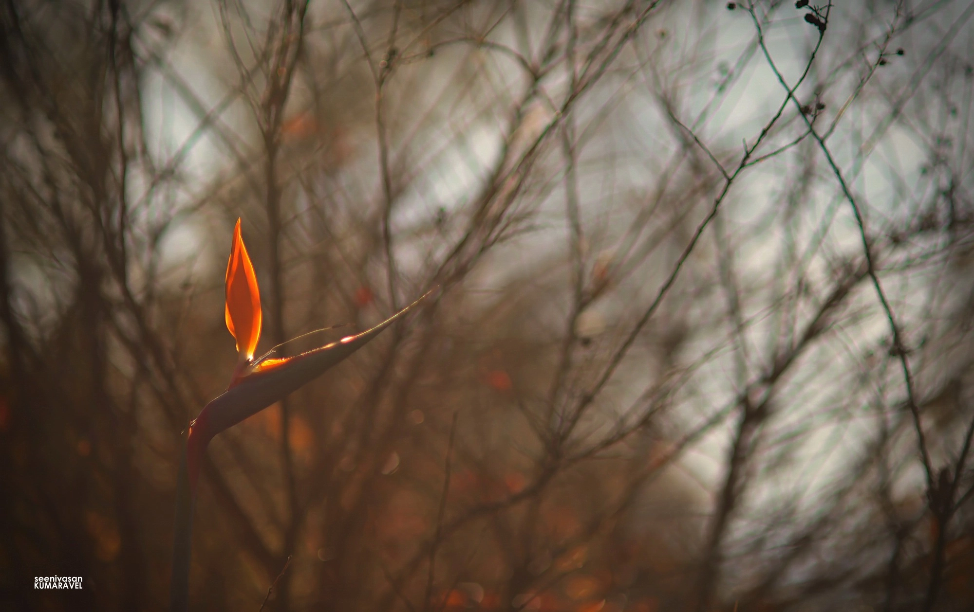 Nikon D800E + AF DC-Nikkor 135mm f/2D sample photo. Flame of the forest... photography