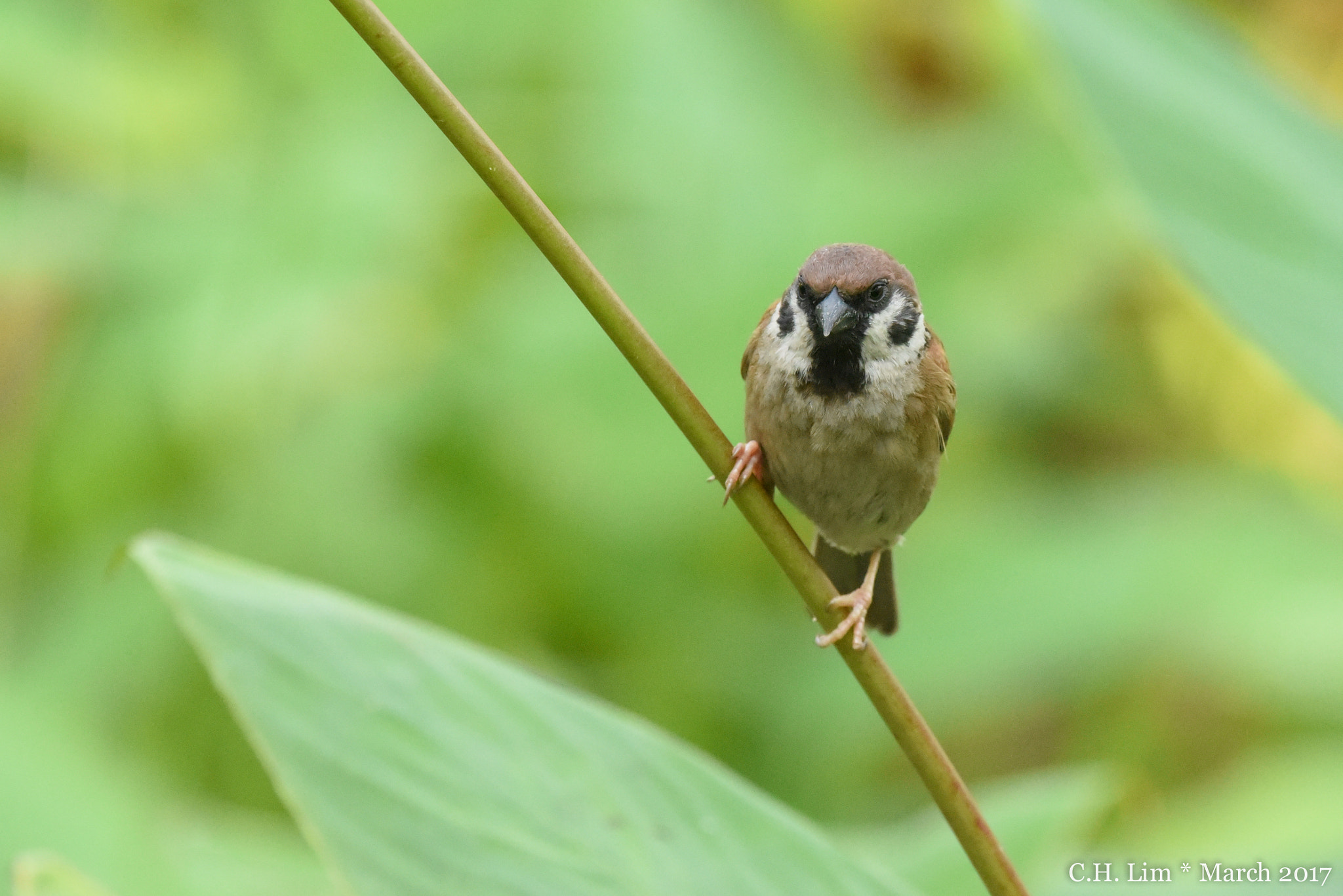 Nikon Nikkor AF-S 300mm F4E PF ED VR sample photo. World sparrow day 2017 photography