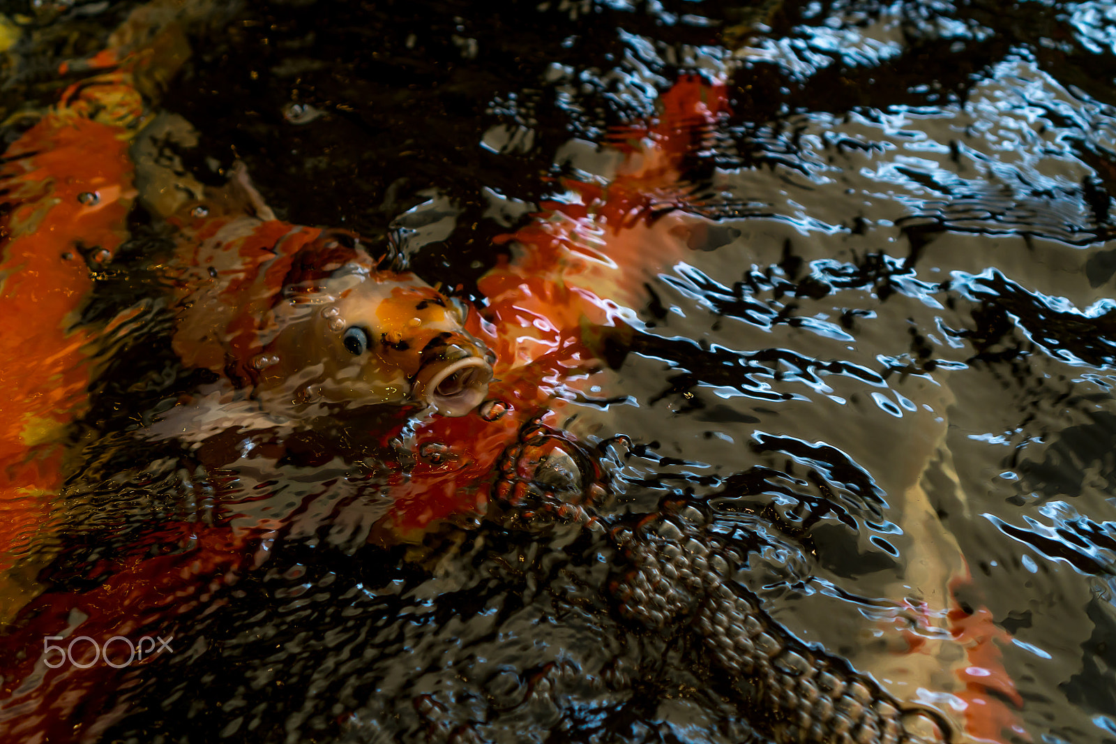 Sony E 35mm F1.8 OSS sample photo. Carp fish photography