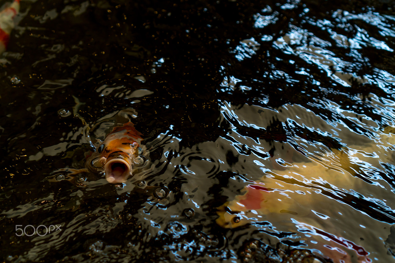 Sony E 35mm F1.8 OSS sample photo. Carp fish photography