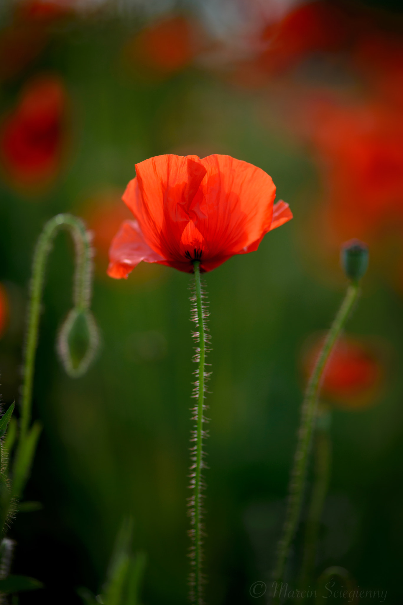 ZEISS Makro-Planar T* 100mm F2 sample photo. Poppy photography