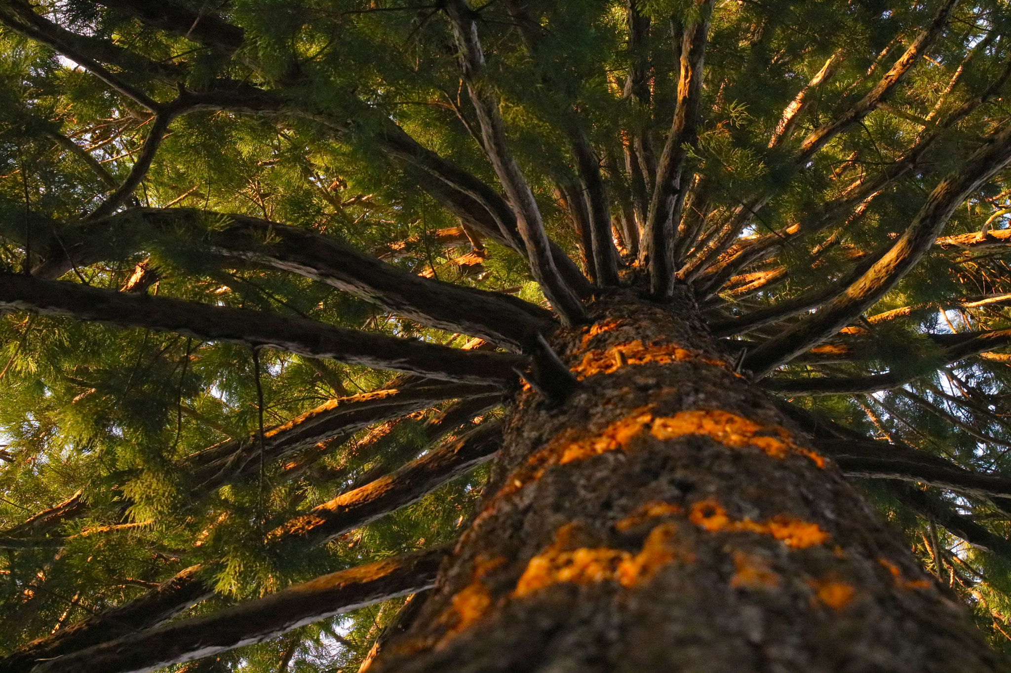 Sigma 70-200mm F2.8 EX DG OS HSM sample photo. Tree nature wood backgroun photography