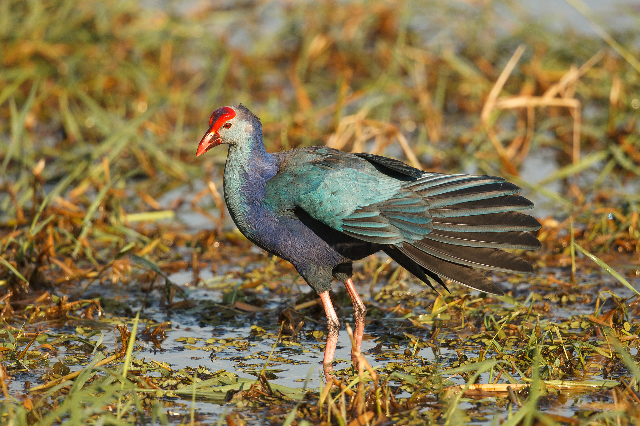 Canon EOS-1D Mark IV sample photo. Grey-headed swamphen trying to be a peacock photography