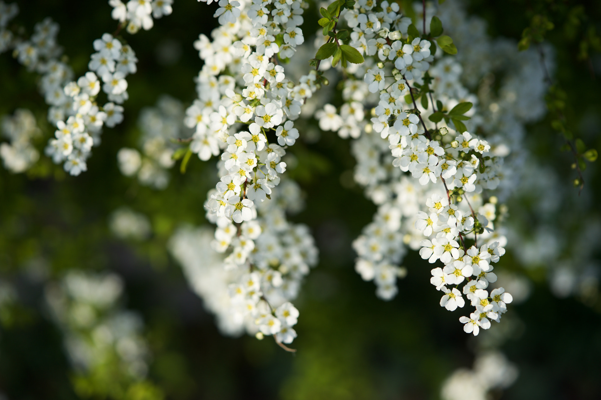 Sony a7 + Sony FE 90mm F2.8 Macro G OSS sample photo. Flowers 4682 photography