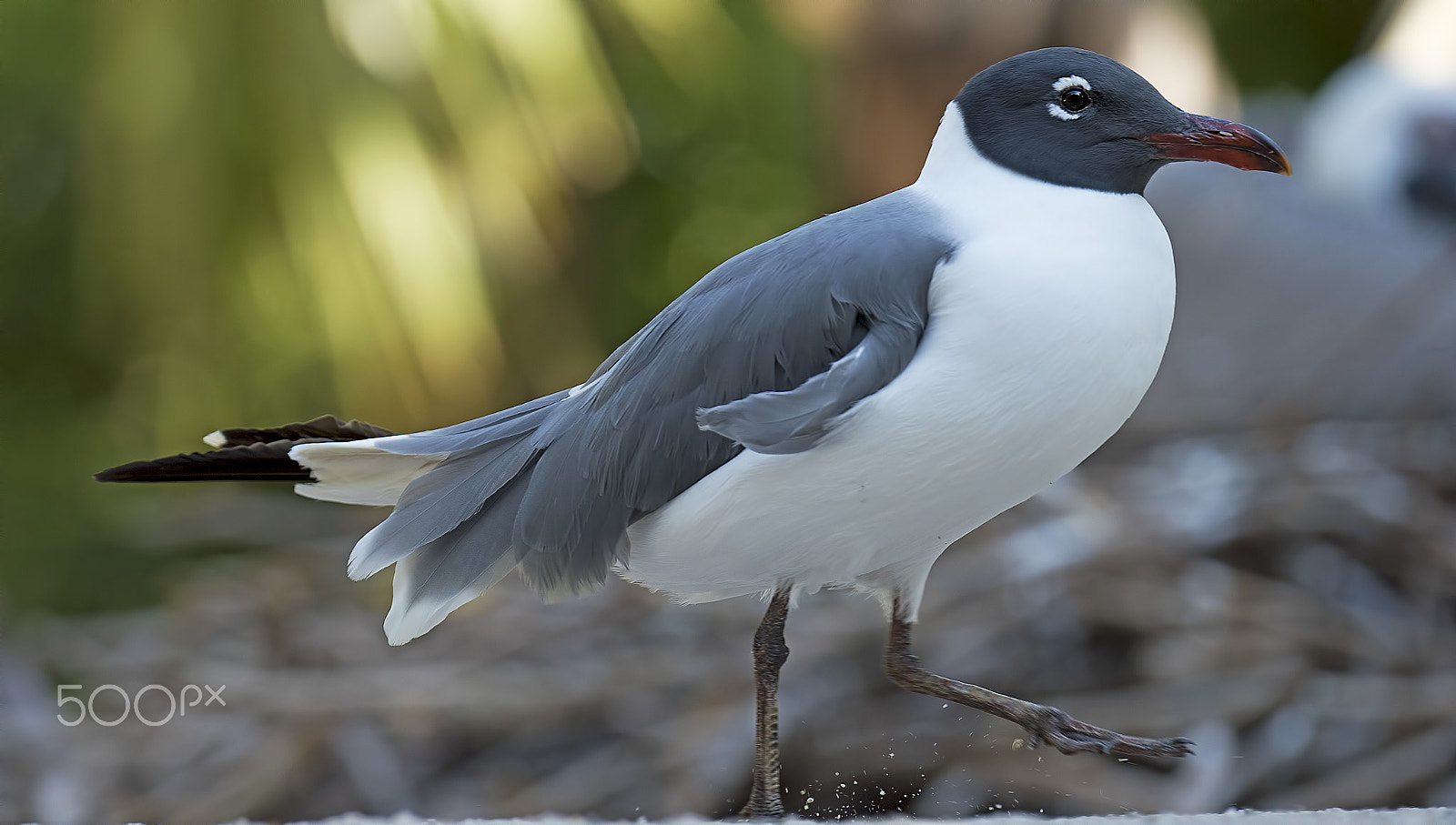 Nikon D810 sample photo. Gull photography