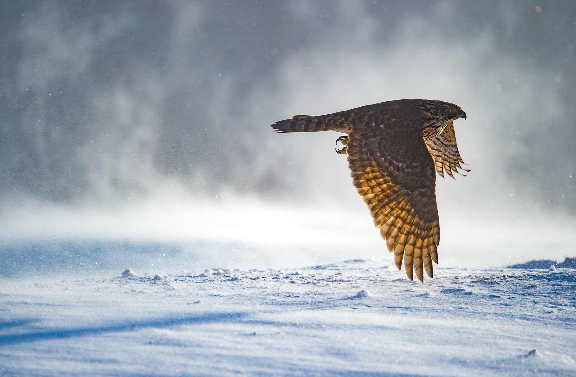 Nikon AF-S Nikkor 200mm F2G ED-IF VR sample photo. Goshawk in winter-wonderland photography