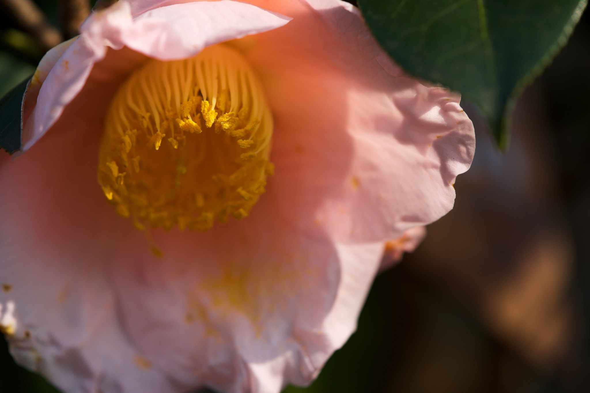 Sony a7 + Sony FE 90mm F2.8 Macro G OSS sample photo. Flowers 4683 photography