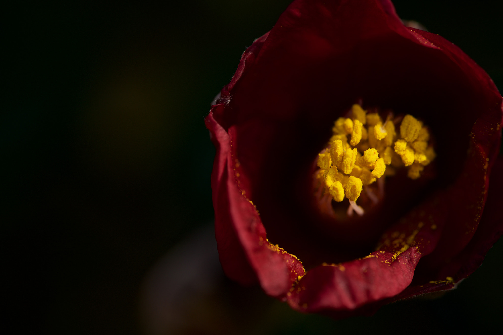 Sony a7 + Sony FE 90mm F2.8 Macro G OSS sample photo. Flowers 4684 photography
