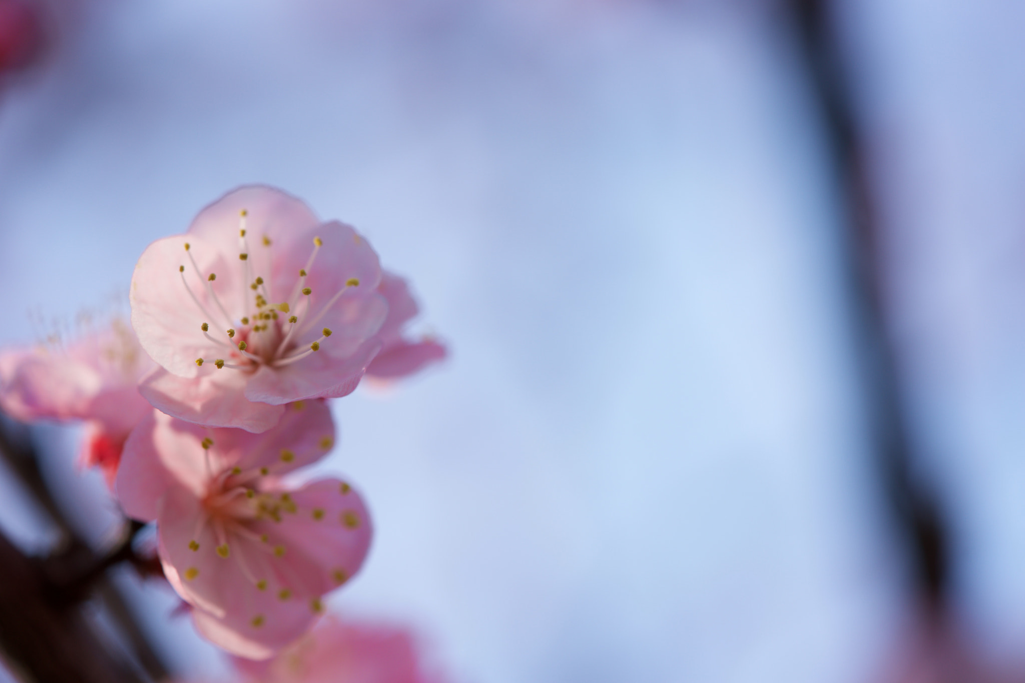 Sony a7 + Sony FE 90mm F2.8 Macro G OSS sample photo. Flowers 4686 photography