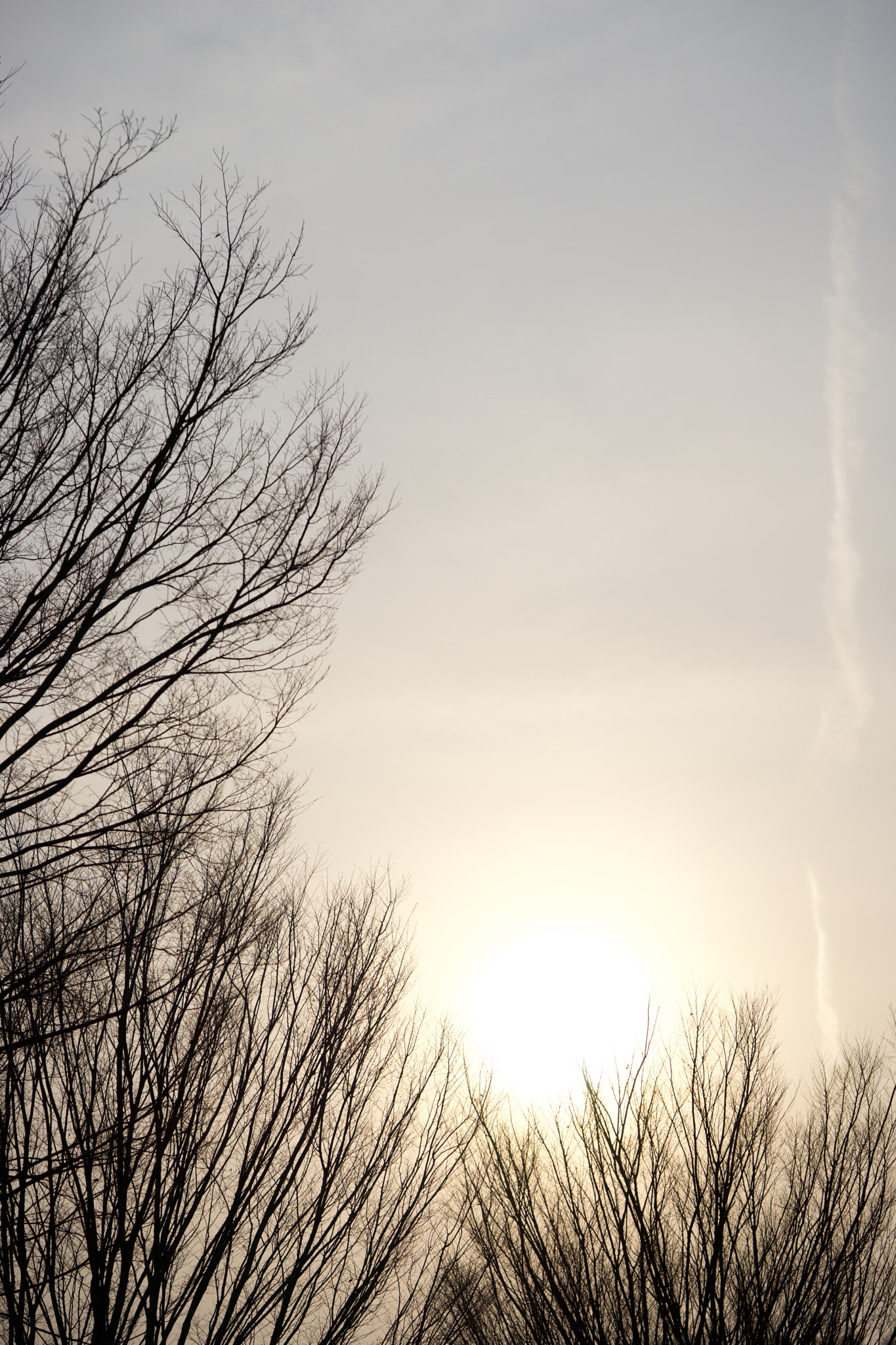 Sony a7 + Sony FE 90mm F2.8 Macro G OSS sample photo. Trees 61 photography