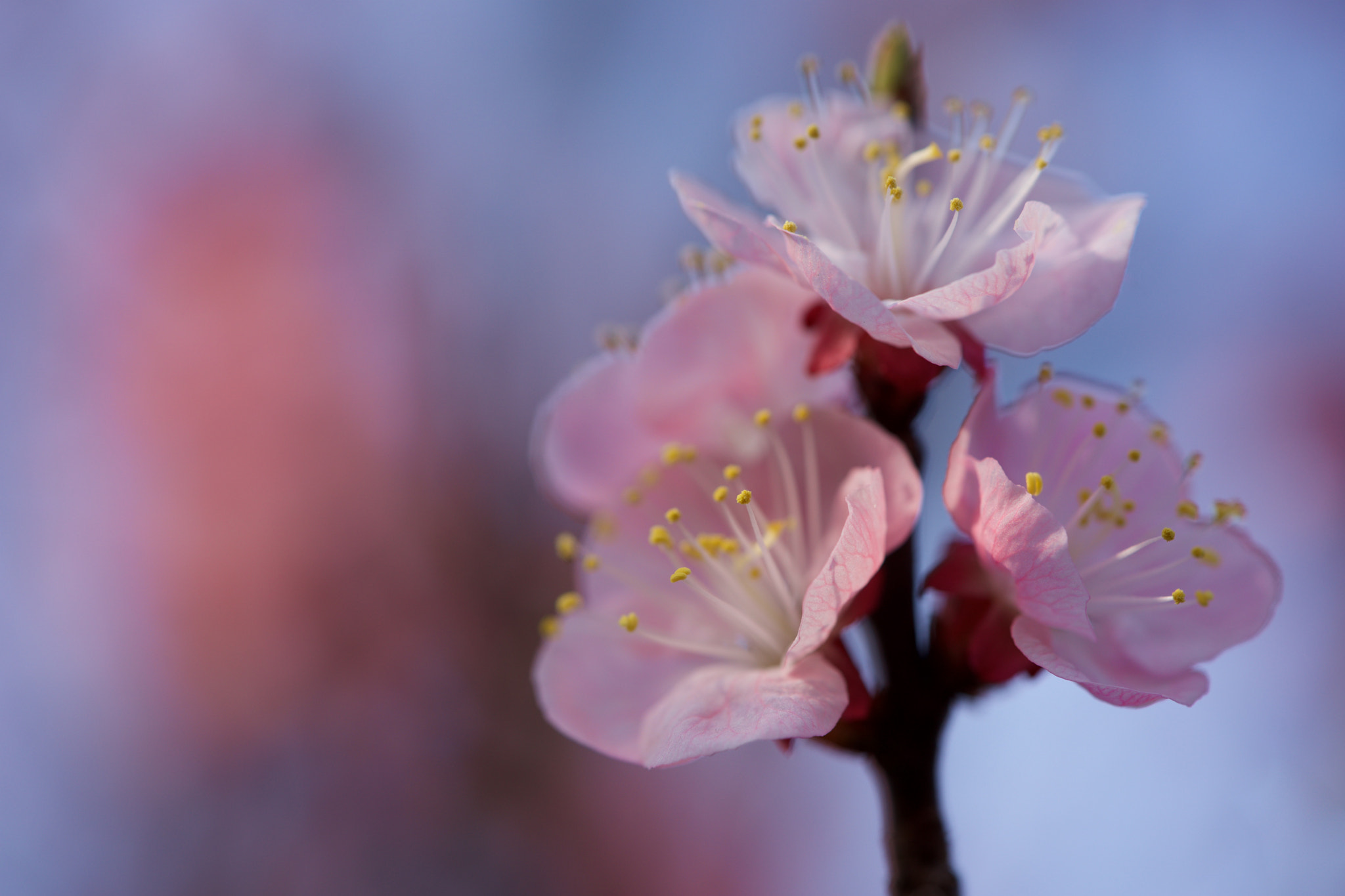 Sony a7 + Sony FE 90mm F2.8 Macro G OSS sample photo. Flowers 4687 photography