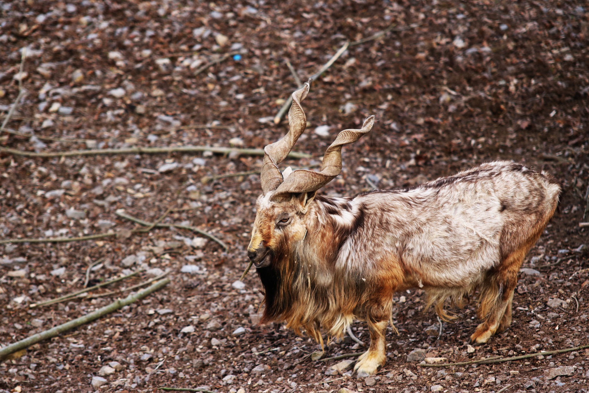 Canon EOS 750D (EOS Rebel T6i / EOS Kiss X8i) + Sigma 70-200mm F2.8 EX DG OS HSM sample photo. Markhor screwdriver animal photography