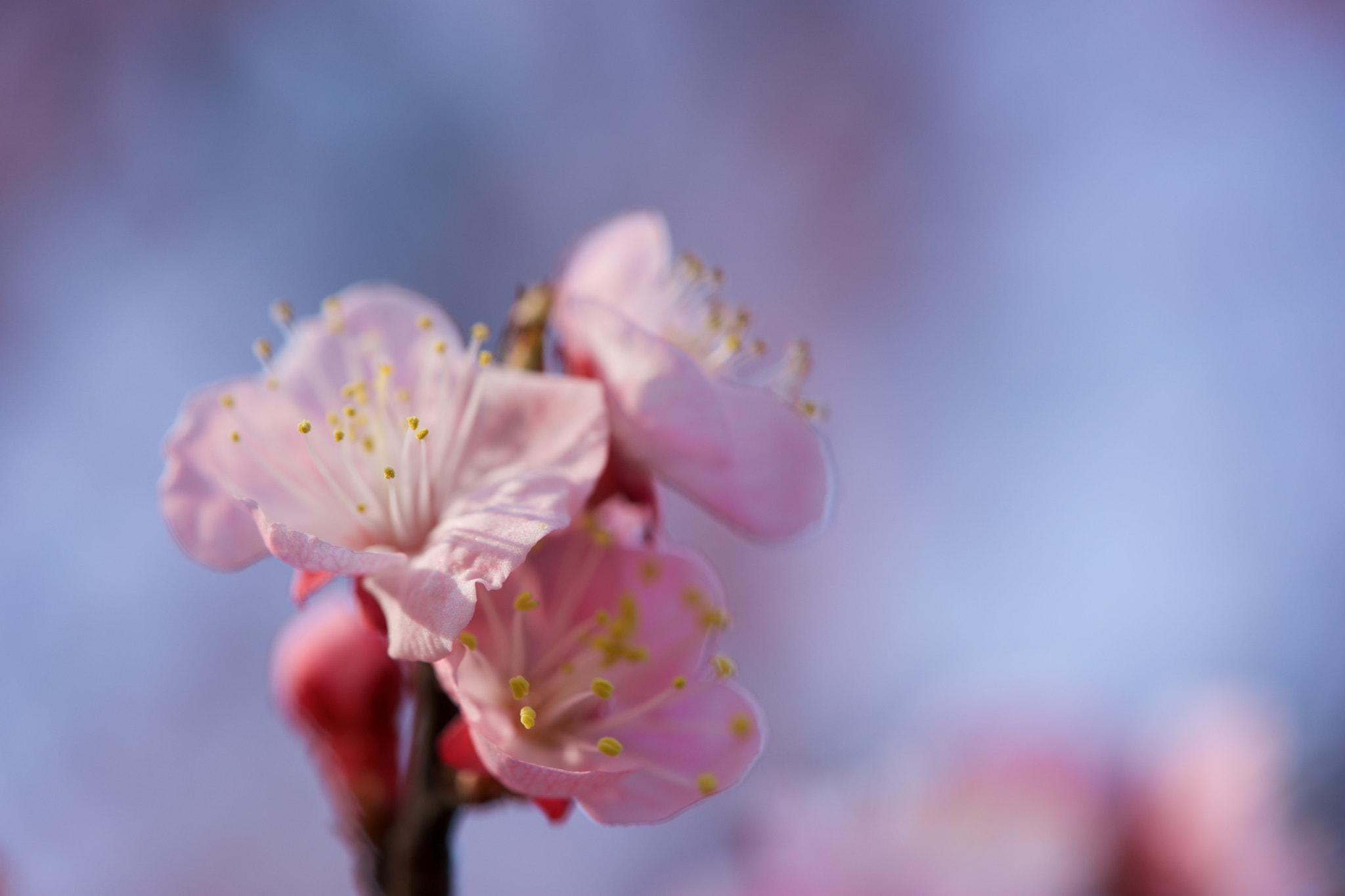 Sony a7 + Sony FE 90mm F2.8 Macro G OSS sample photo. Flowers 4688 photography