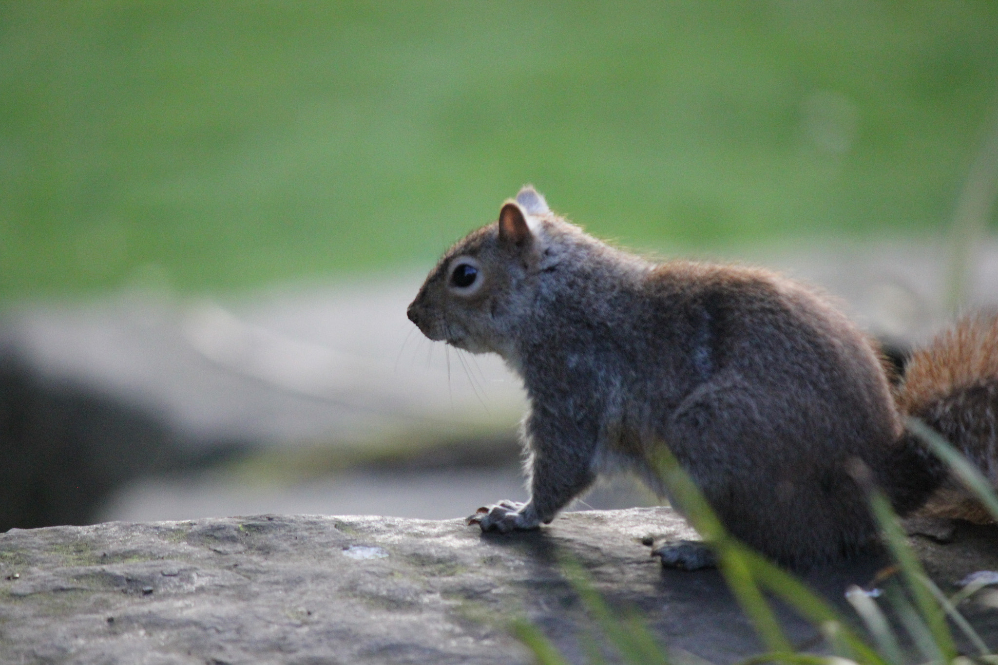Canon EF-S 55-250mm F4-5.6 IS II sample photo. Squirrel photography