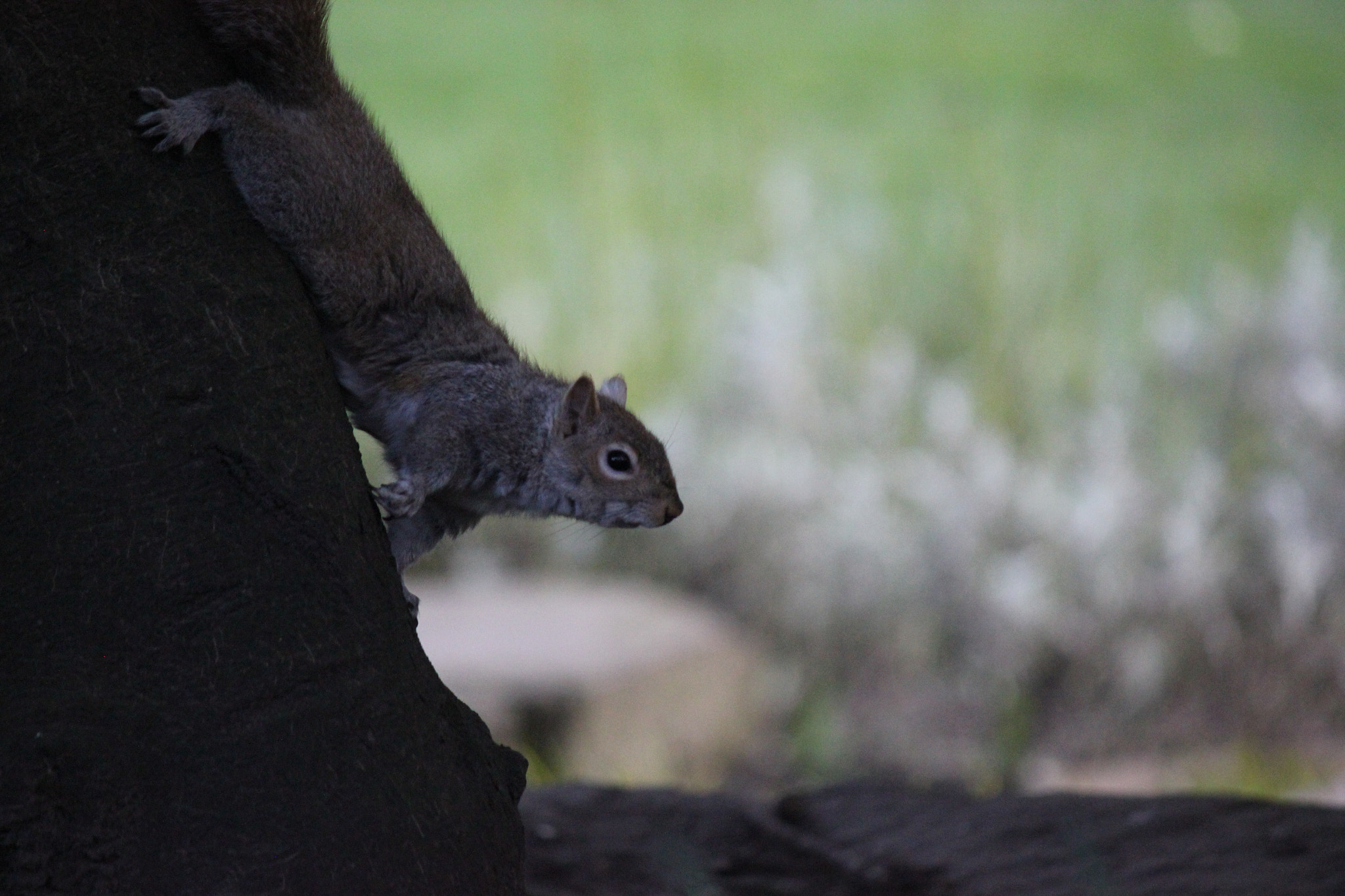 Canon EF-S 55-250mm F4-5.6 IS II sample photo. Squirrel photography