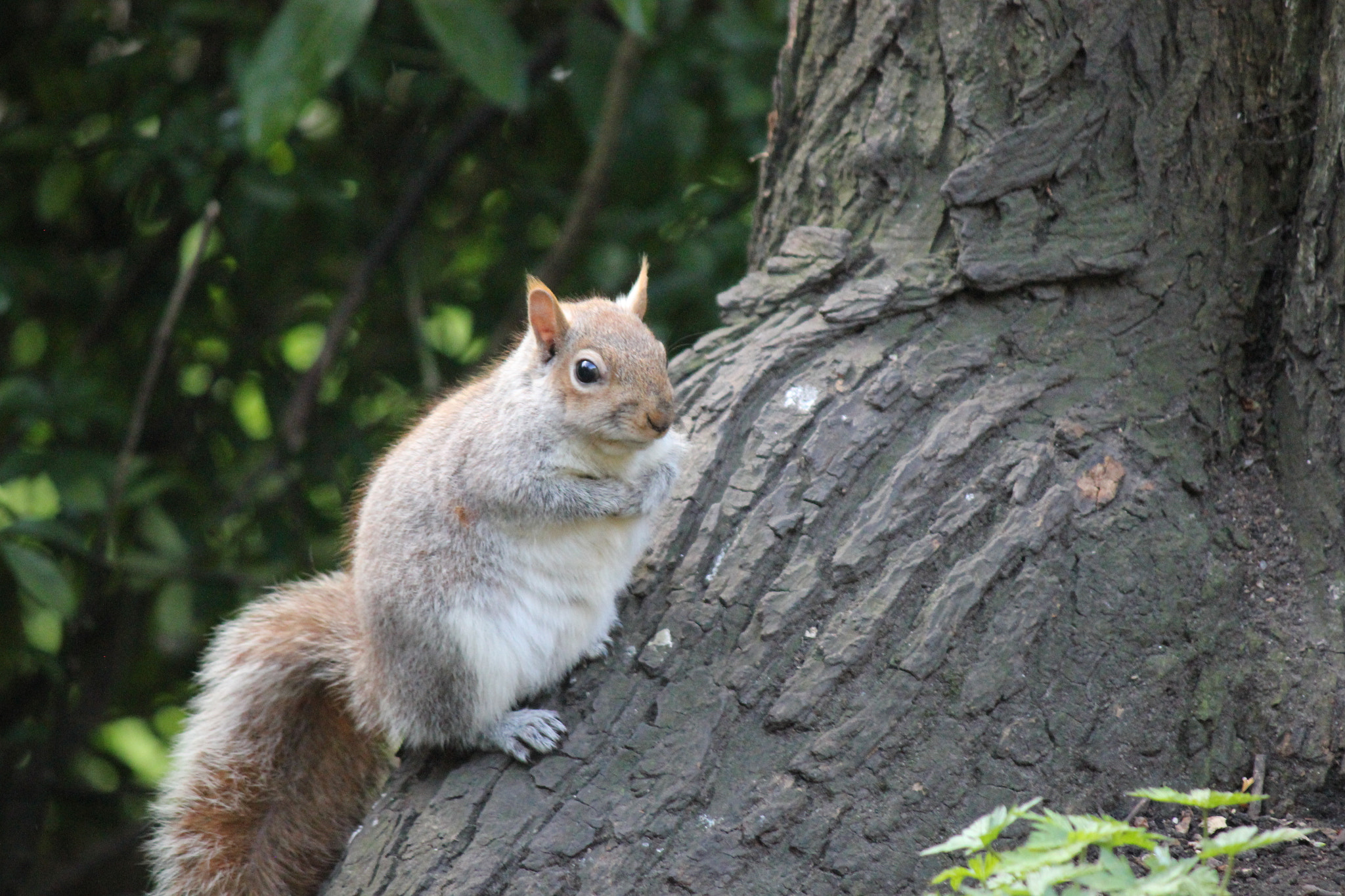 Canon EF-S 55-250mm F4-5.6 IS II sample photo. Squirrel photography