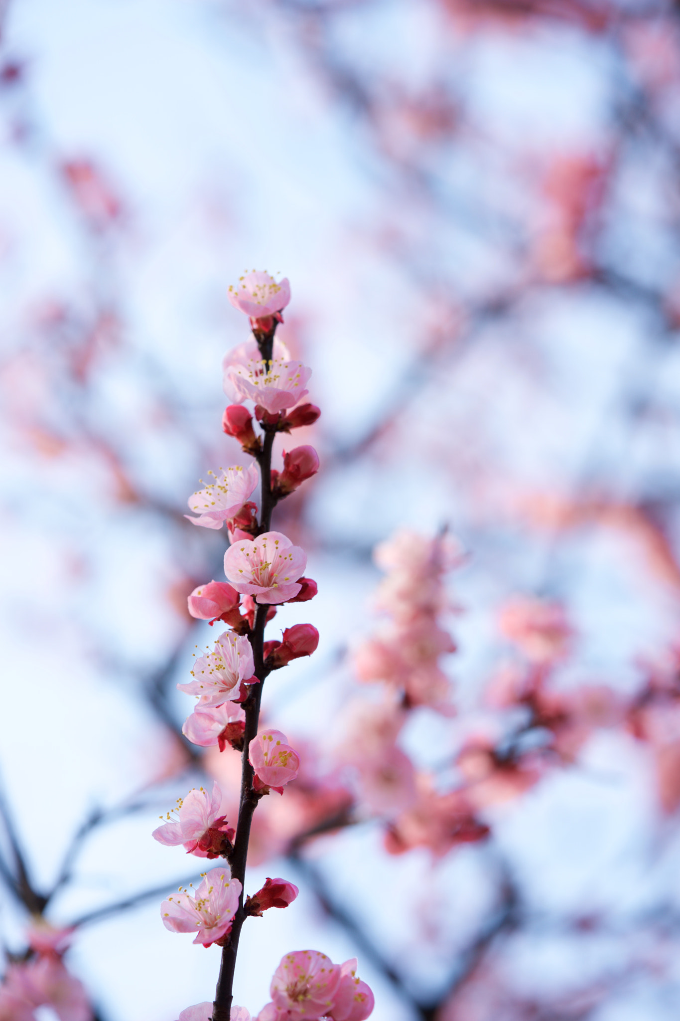 Sony FE 90mm F2.8 Macro G OSS sample photo. Flowers 4689 photography