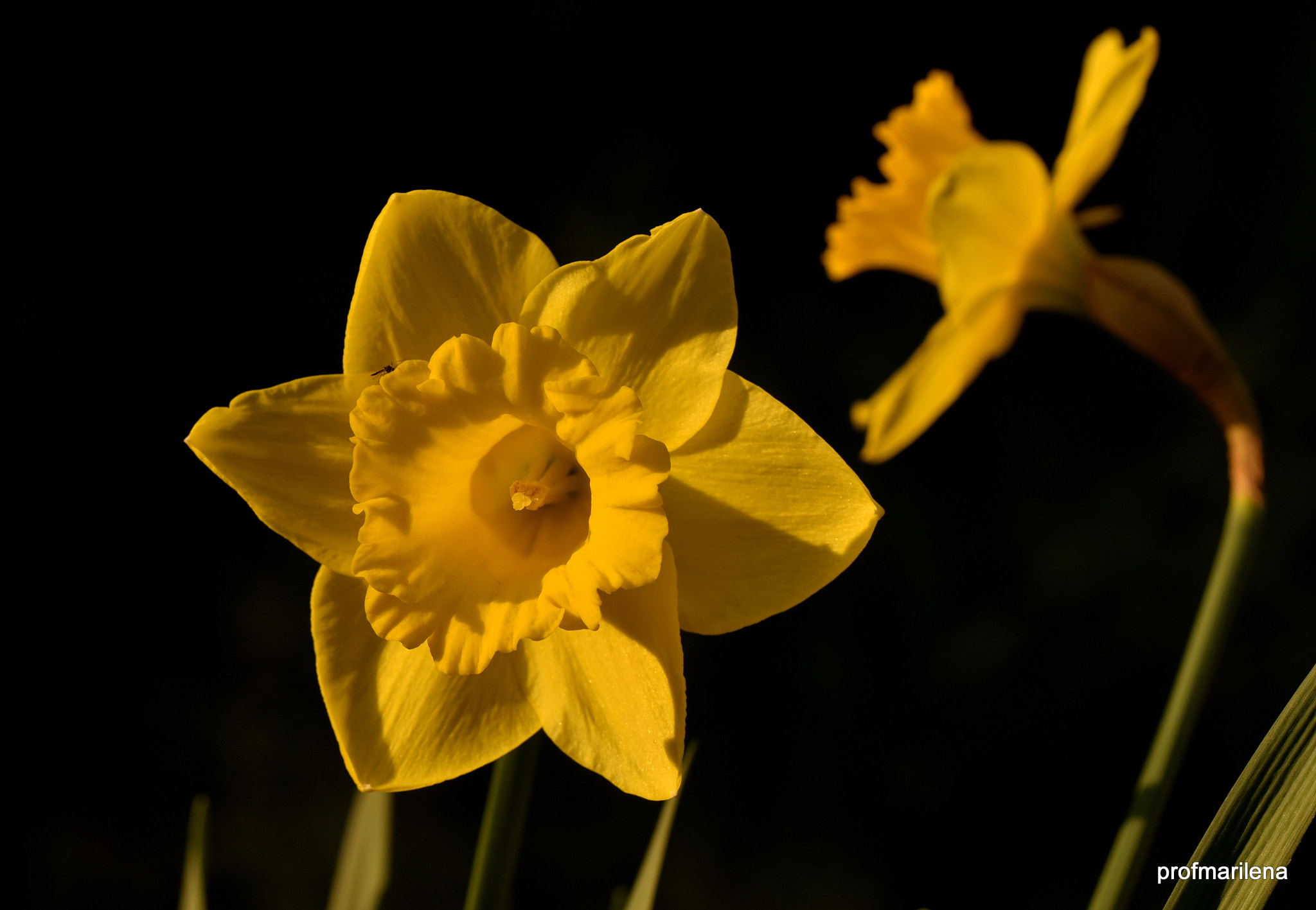 Nikon D810 + Sigma 150mm F2.8 EX DG OS Macro HSM sample photo. Yellow in the evening photography