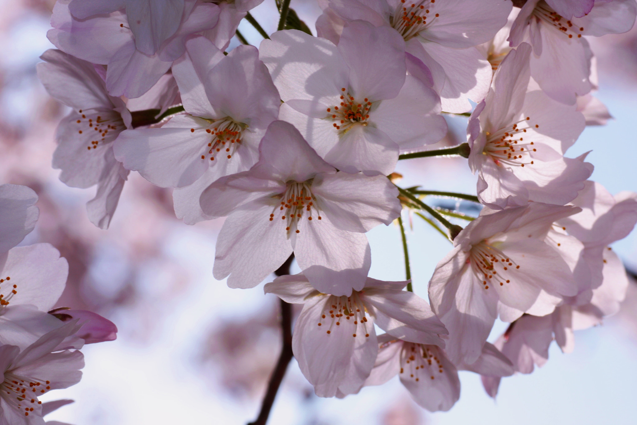 Canon EOS 40D + Tamron SP AF 90mm F2.8 Di Macro sample photo. Cherry blossoms(新宿御苑) photography