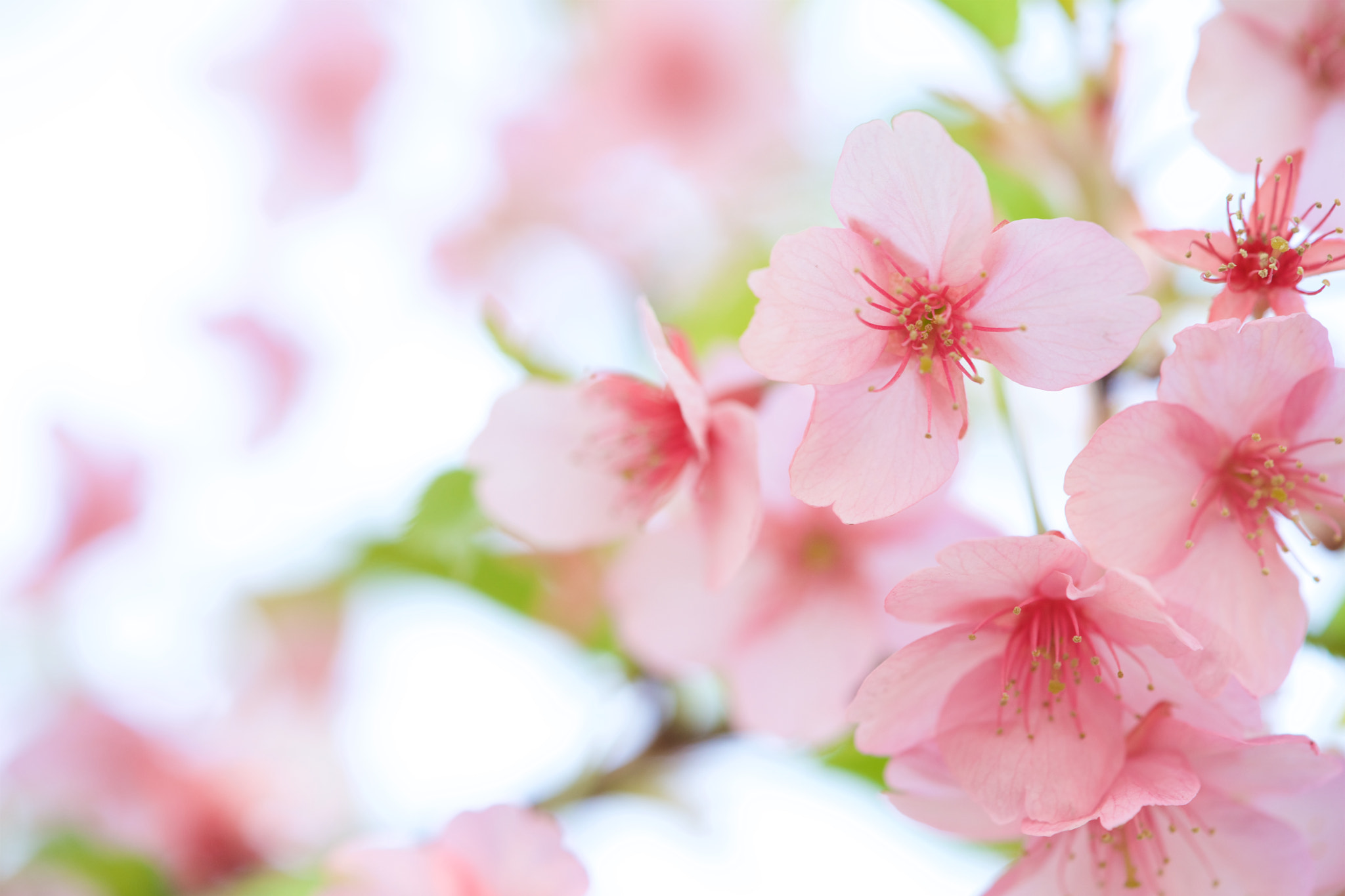 Sony a7 + Sony FE 90mm F2.8 Macro G OSS sample photo. Flowers 4690 photography