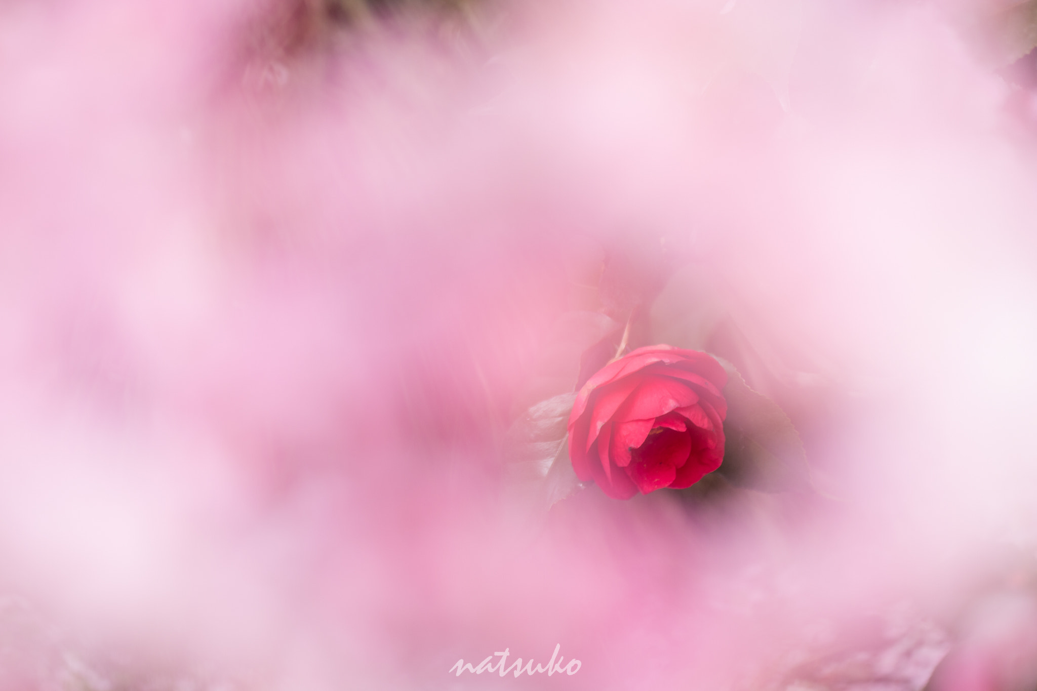 Sigma APO Macro 150mm f/2.8 EX DG HSM sample photo. The camellia photography