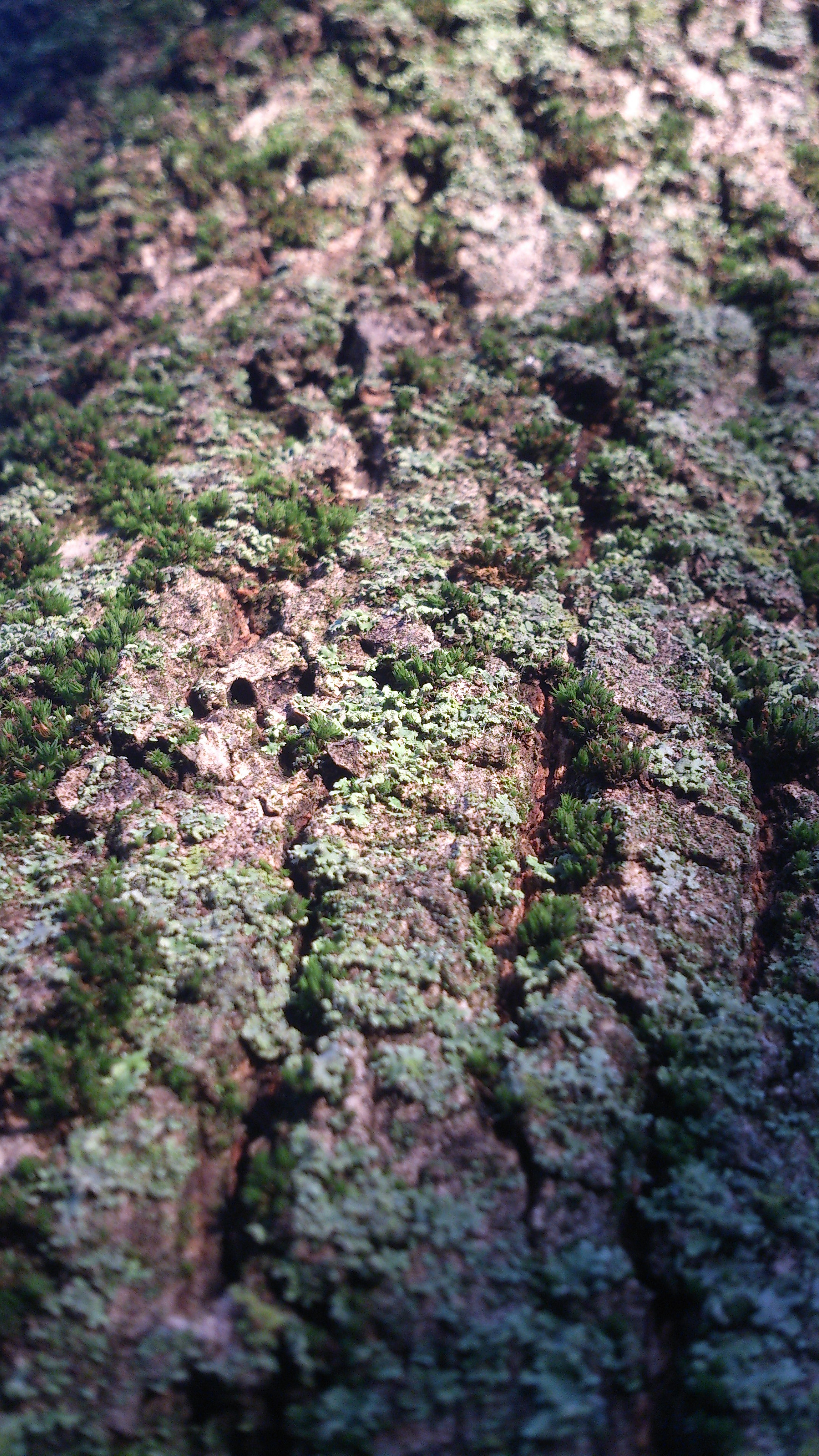 Sony Xperia T sample photo. As well as landscape photography