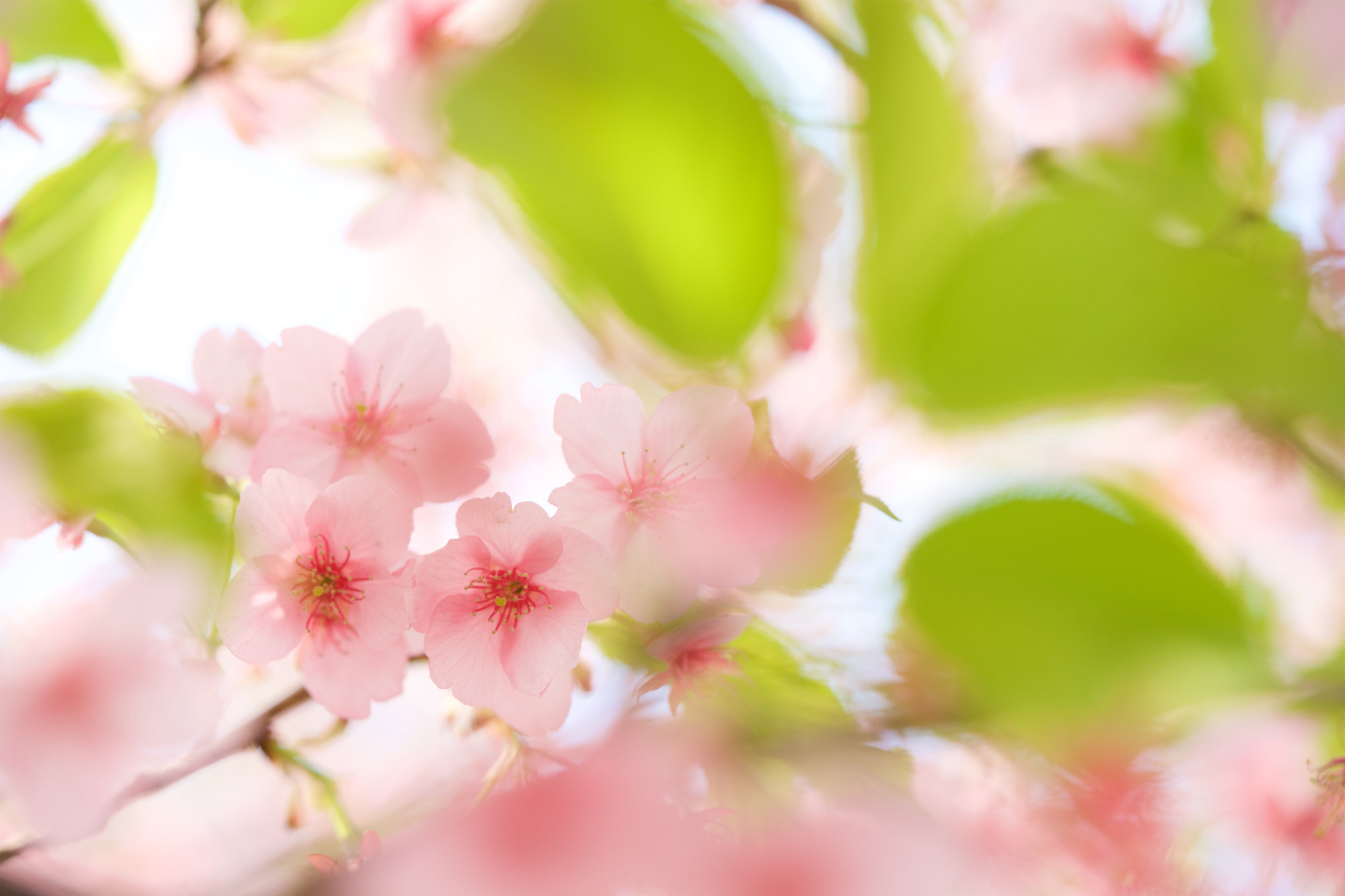Sony FE 90mm F2.8 Macro G OSS sample photo. Flowers 4691 photography