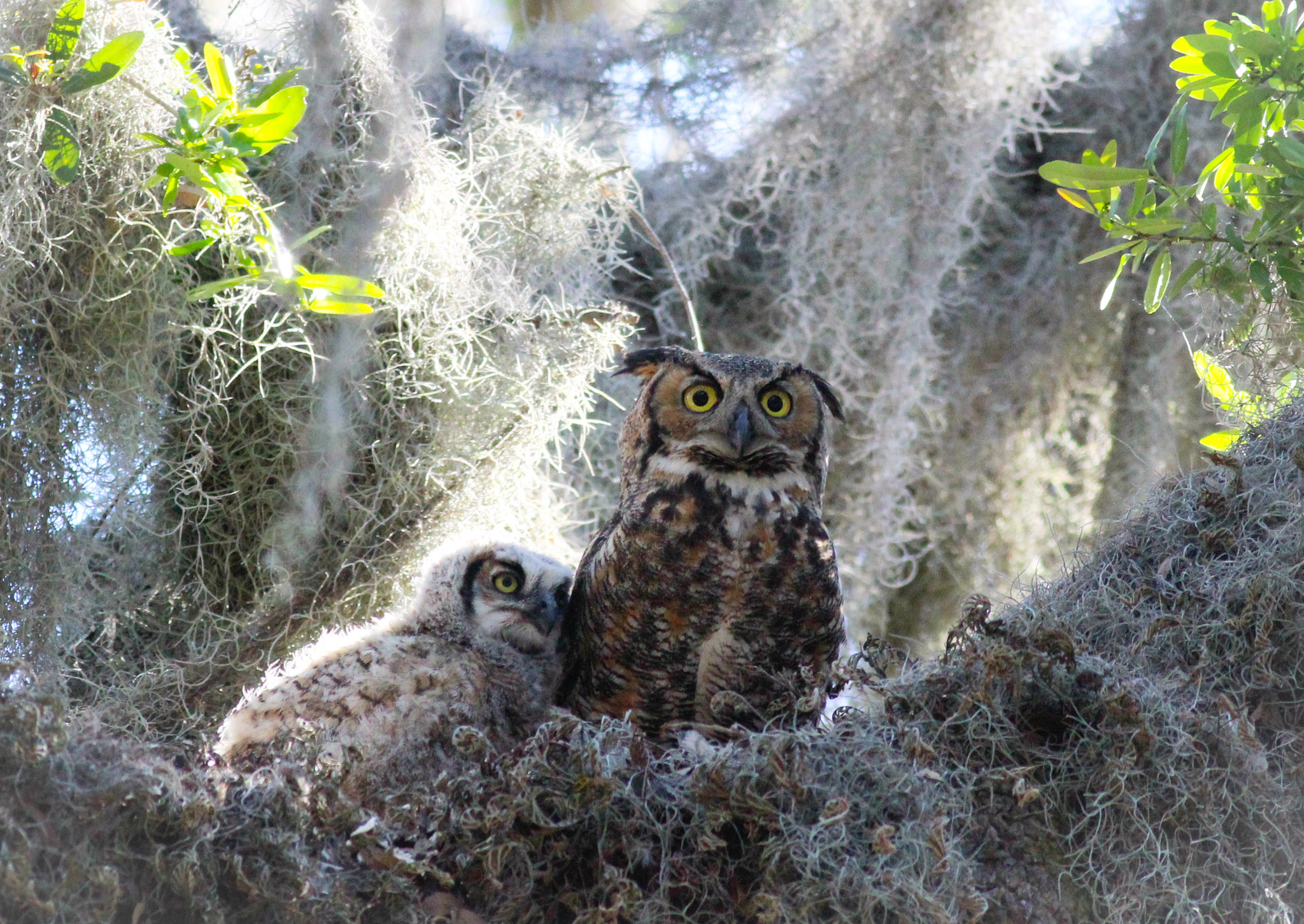 Canon EOS 600D (Rebel EOS T3i / EOS Kiss X5) + Canon EF 400mm F5.6L USM sample photo. Great horned owl nest photography