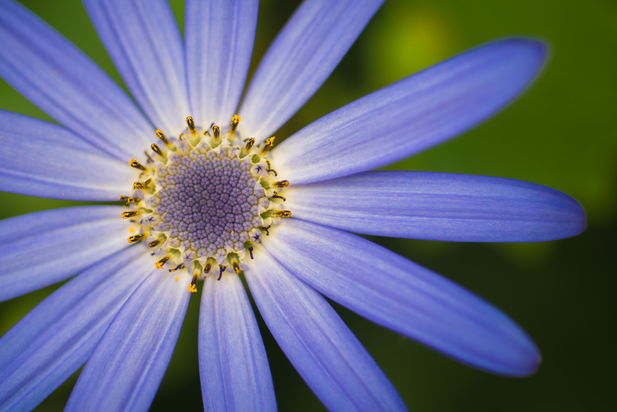 Sony a7R II + Sony 100mm F2.8 Macro sample photo. Violet photography