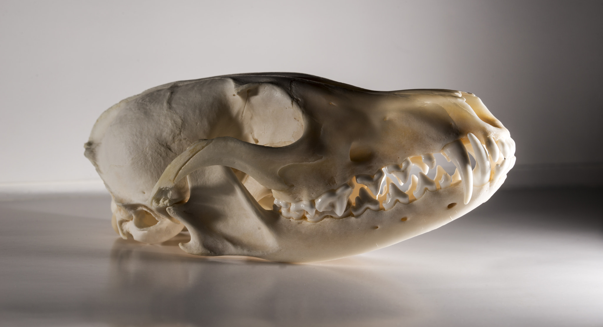 Sigma 105mm F2.8 EX DG OS HSM sample photo. Fox skull photography
