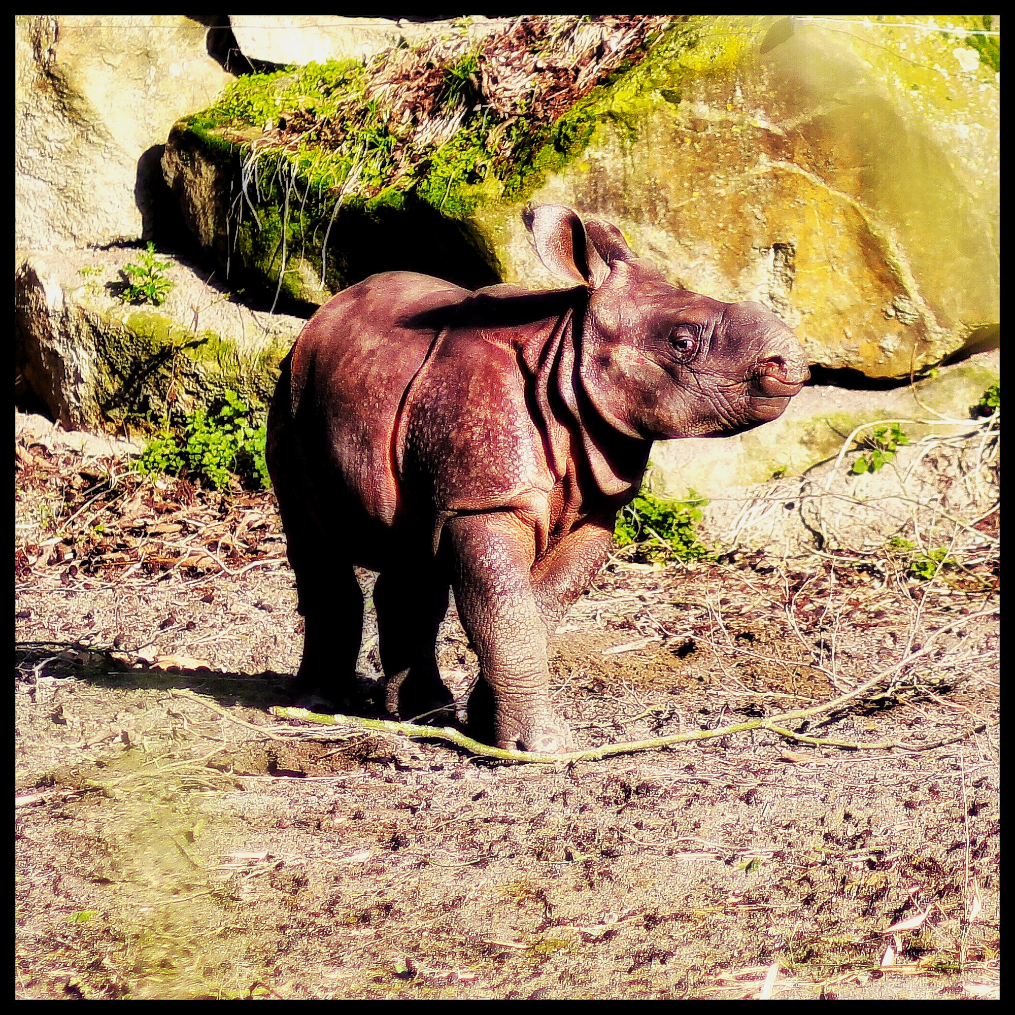 Canon EOS 60D sample photo. Baby neushoorn in blijdorp photography