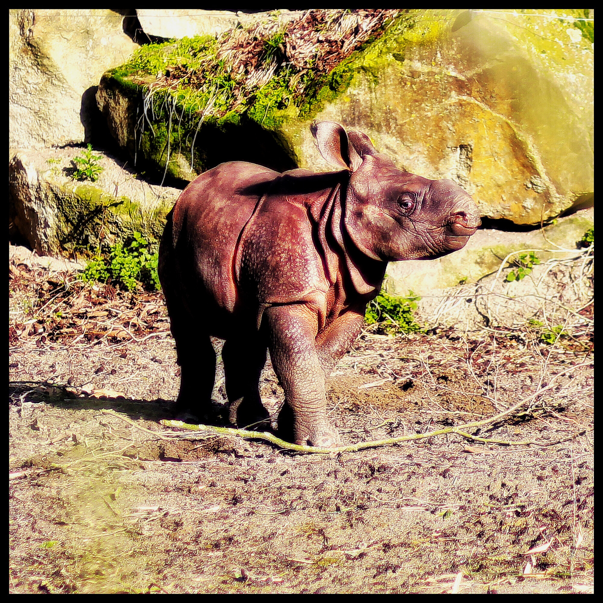 Canon EF 85mm F1.8 USM sample photo. Baby neushoorn in blijdorp photography